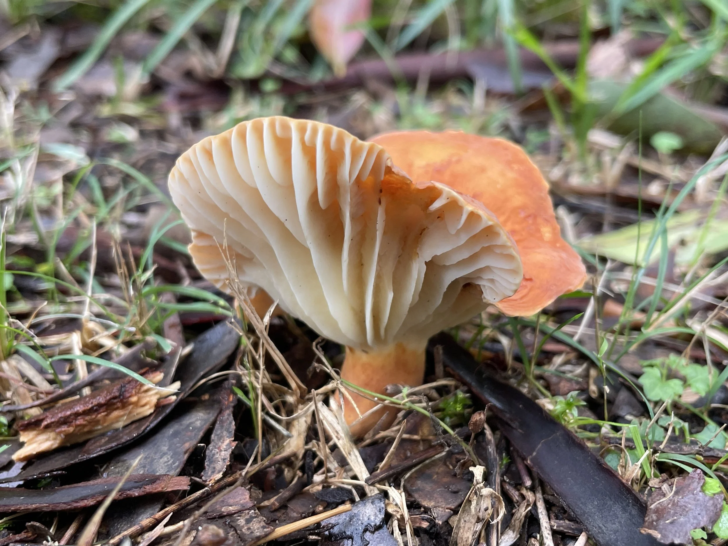 Queerobodalla Fungi Foray