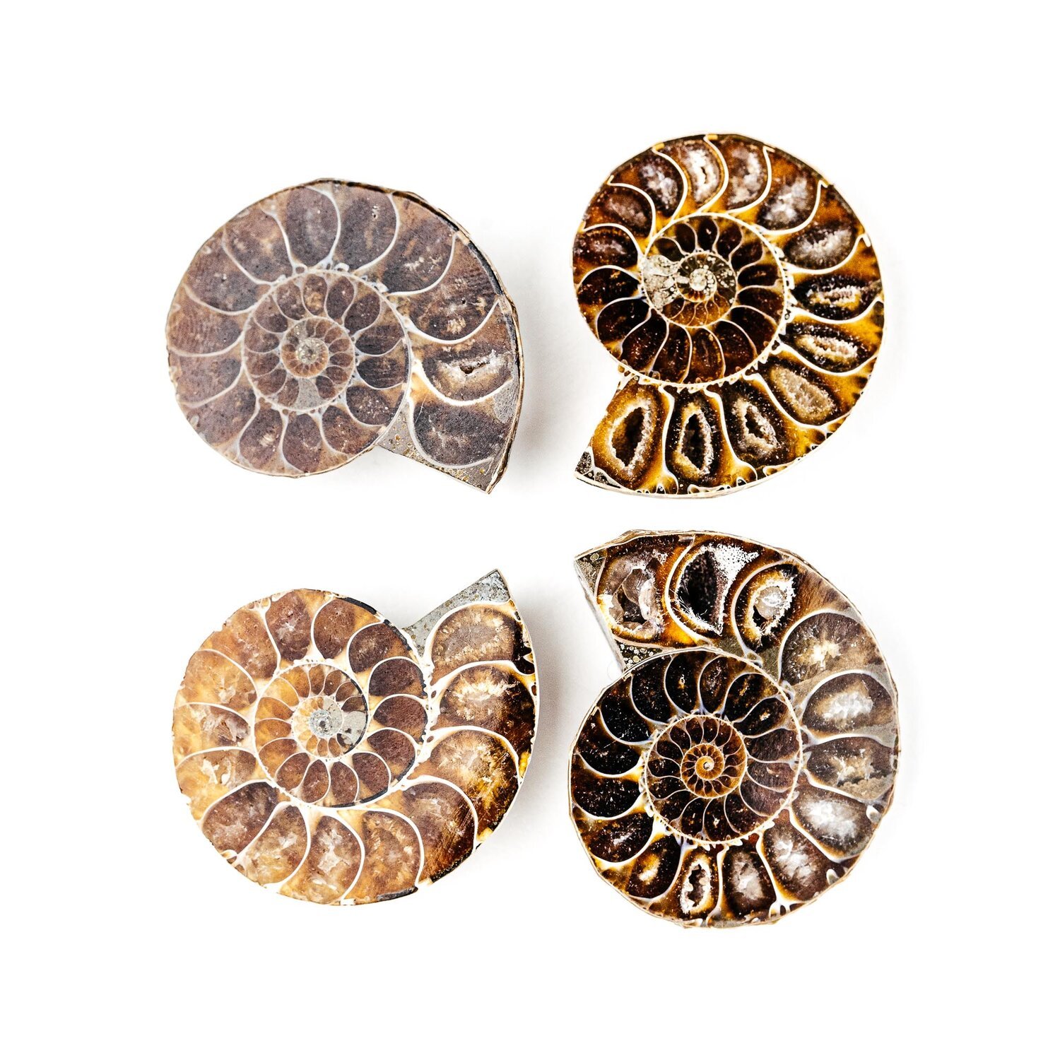 Fossile Ammonite | Équilibre & Harmonie