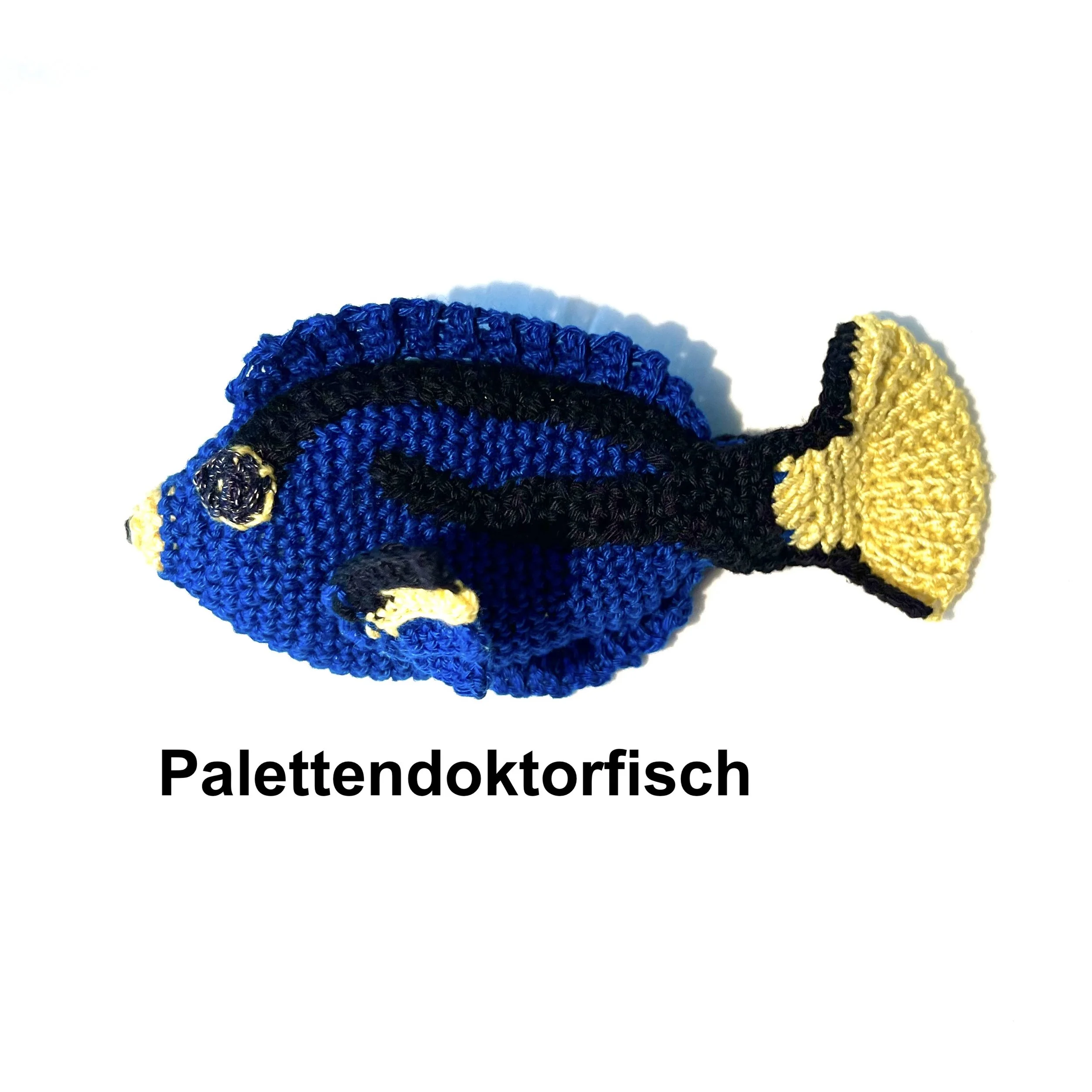Palettendoktorfisch4 Kopie.jpeg