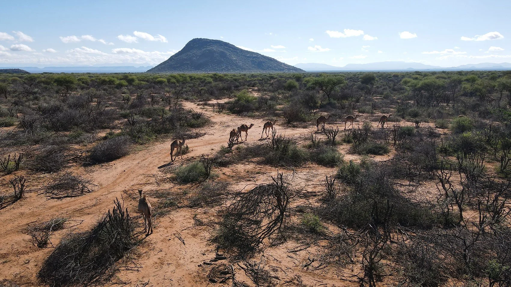 Impact — Northern Kenya Rangelands Carbon Project