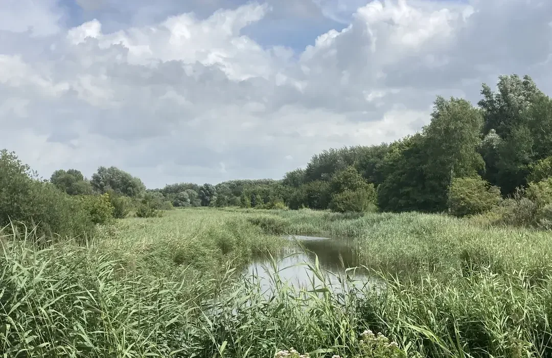 Groene rietlanden met een smalle rivier en bomen onder een bewolkte hemel