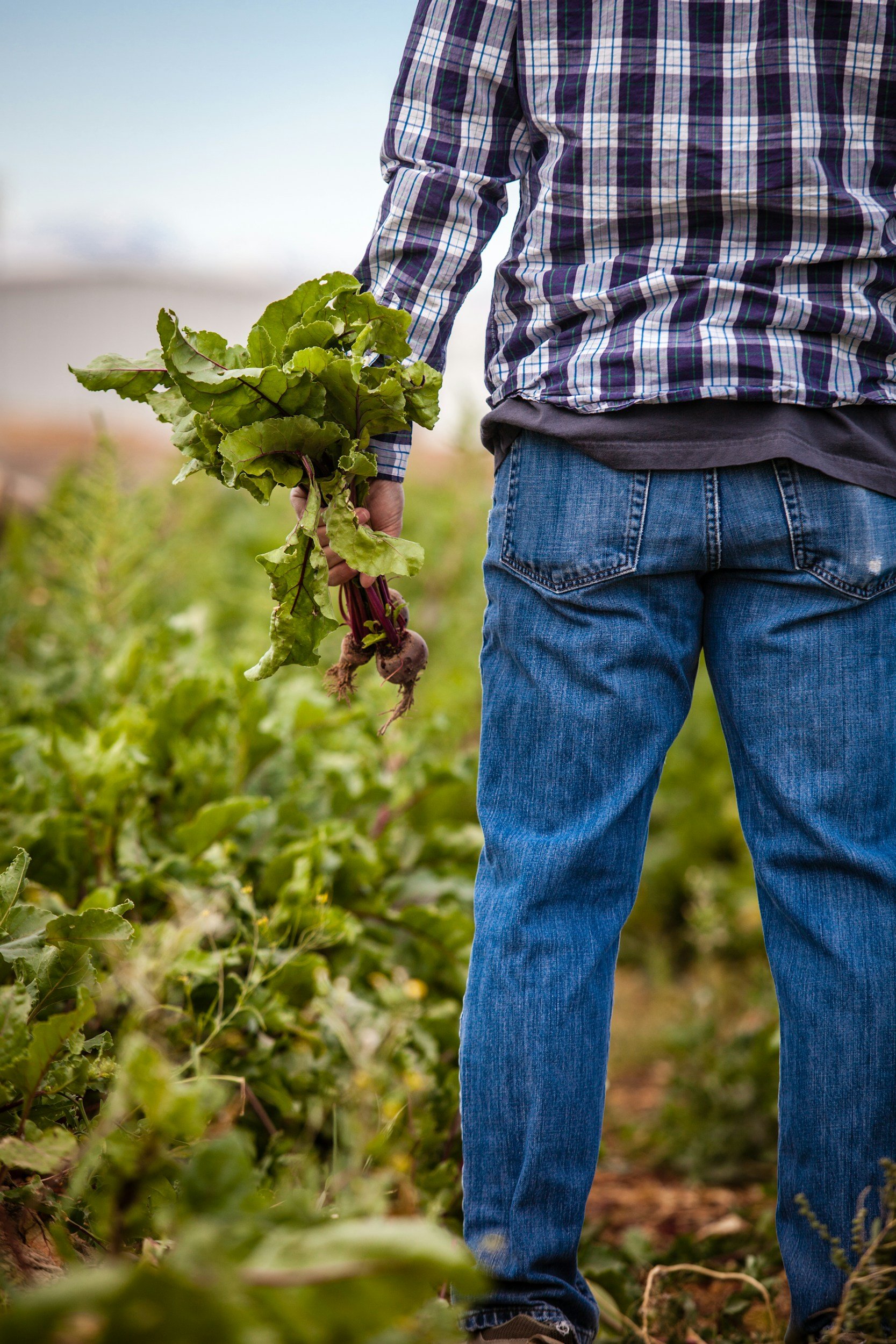 Persoon in casual kleding met een geruite overhemd en jeans, die een beet wortel uit de tuin blaast.