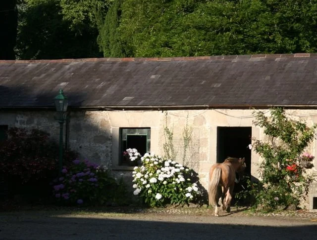 Ireland stables.jpg