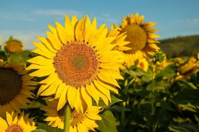Sunflowers.jfif