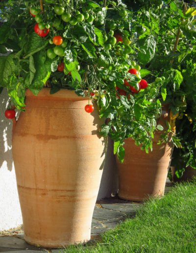Tomatkruka-1-400x516.jpeg
