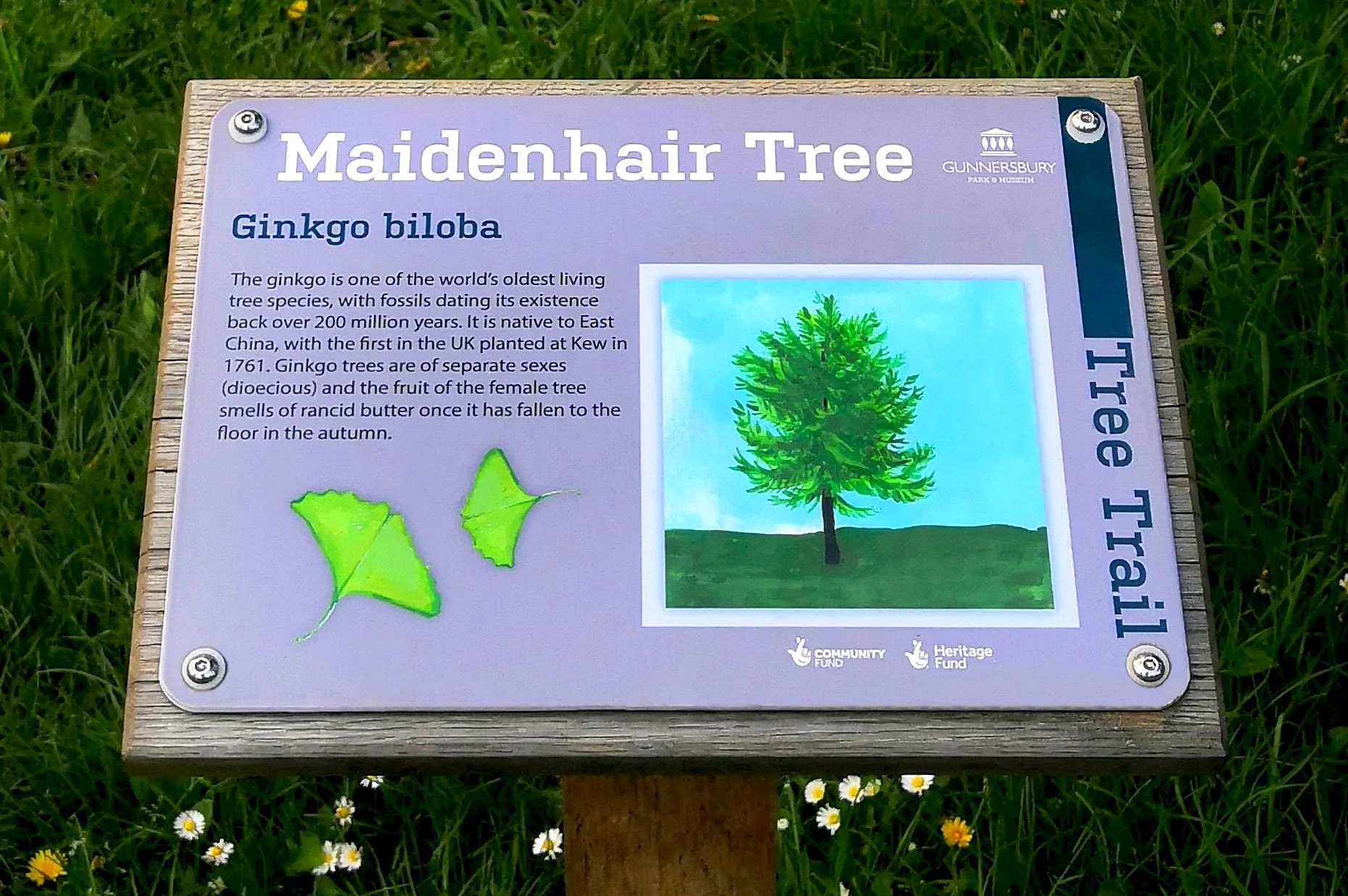 Gunnersbury Park Tree Trail: Educational sign about the Maidenhair Tree (Ginkgo biloba), showing a painting of the tree, a diagram of its leaf, and information about its history, native range, and characteristics.