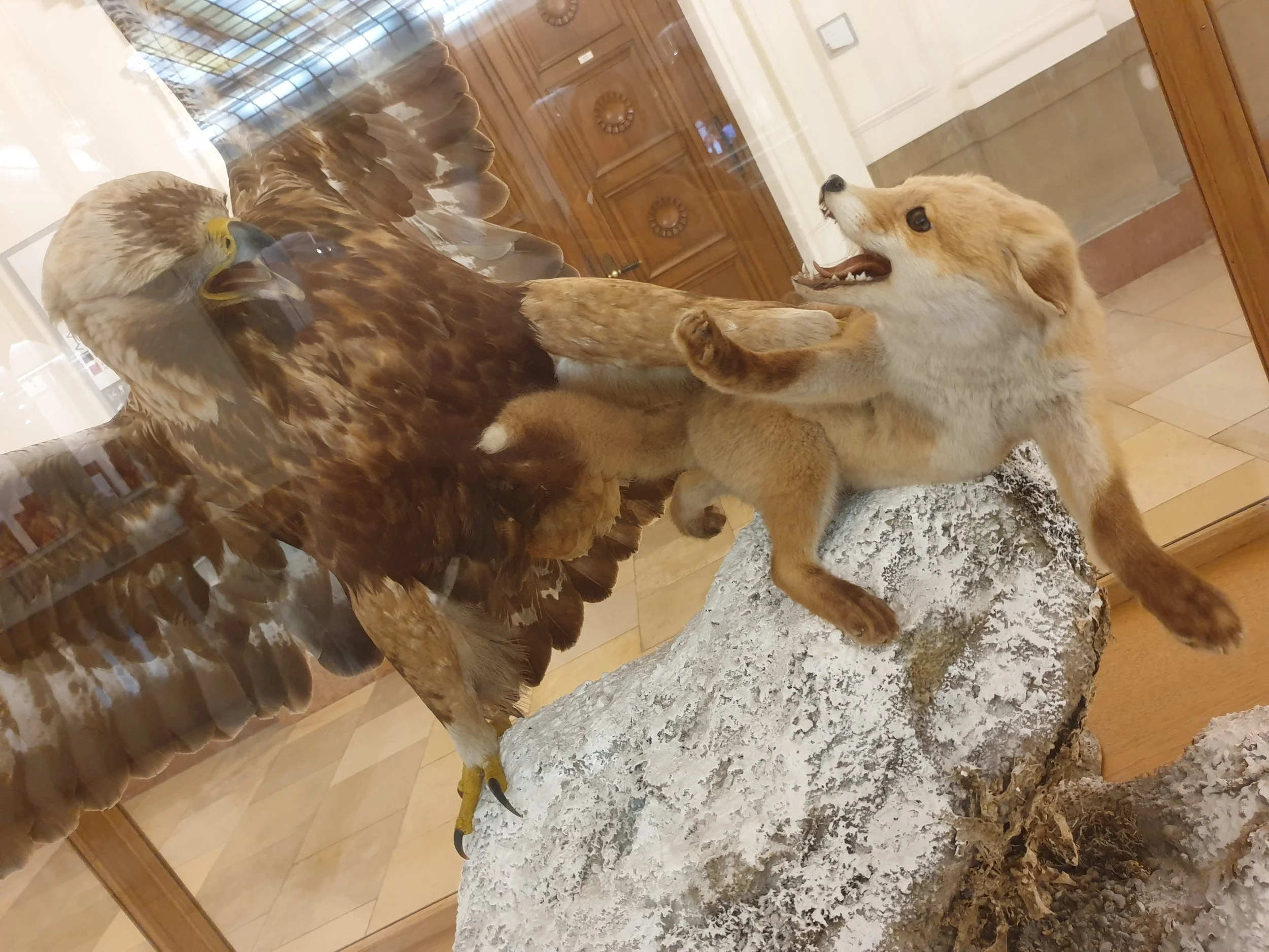 Zoologisches Forschungs-Museum Alexander Koenig