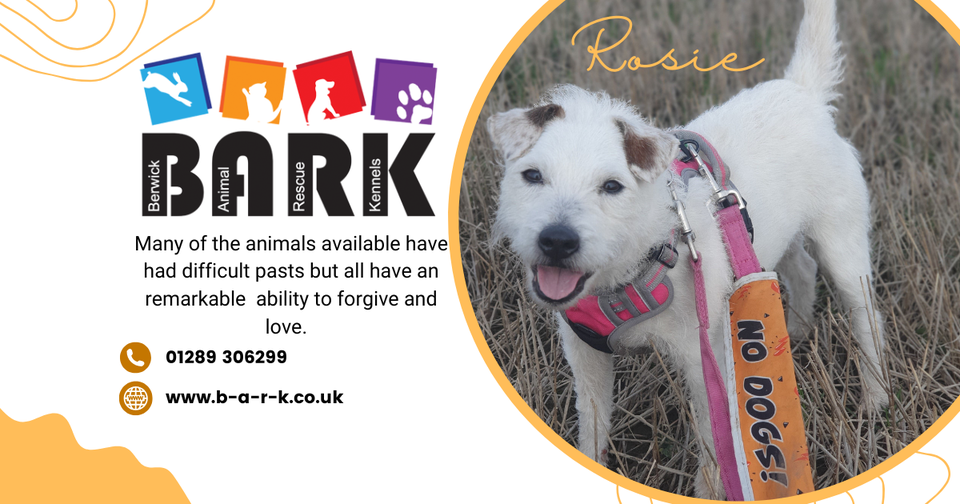 Berwick Animal Rescue Kennels (B.A.R.K)