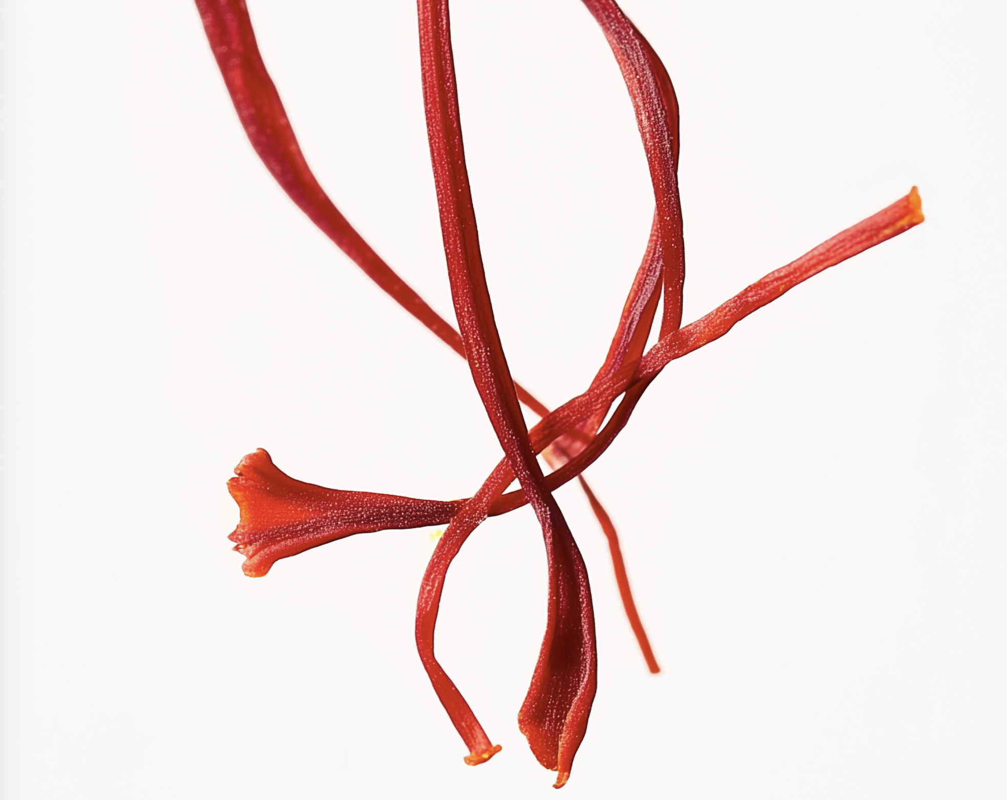 Capture d’écran 2026-04-16 à 10.01.28.png