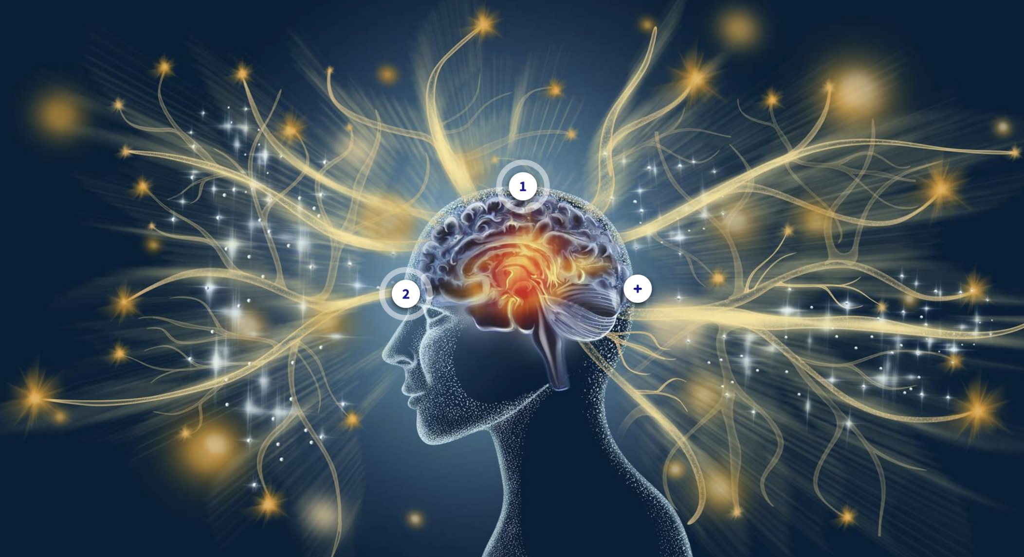 Illustration d'un cerveau humain avec des connexions neuronales lumineuses, représentant l'activité cérébrale.