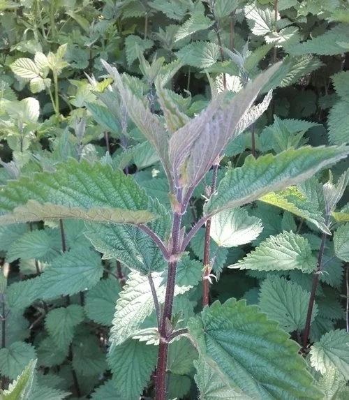 Urtica dioïca (4).jpg