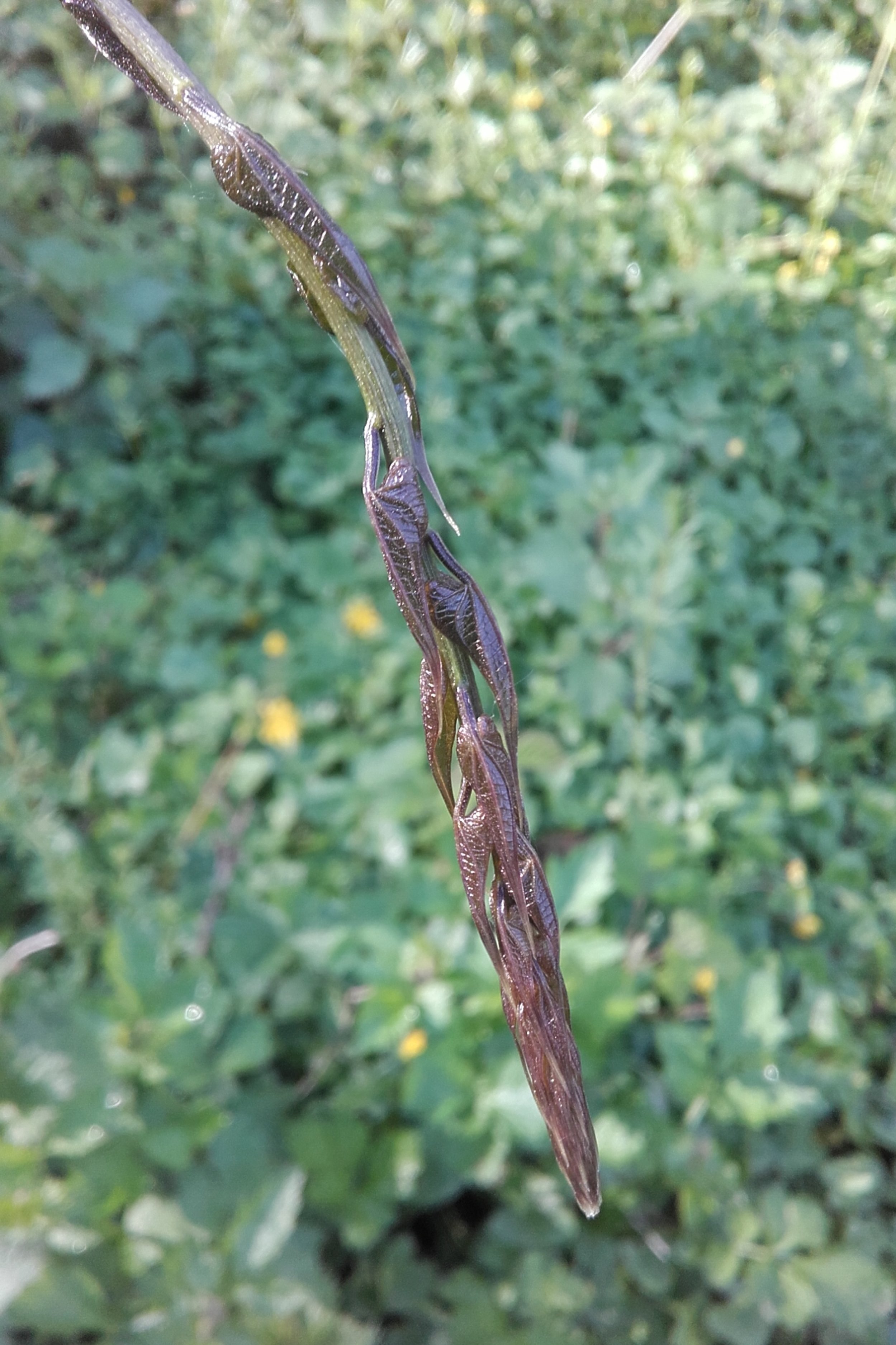 Dioscorea communis