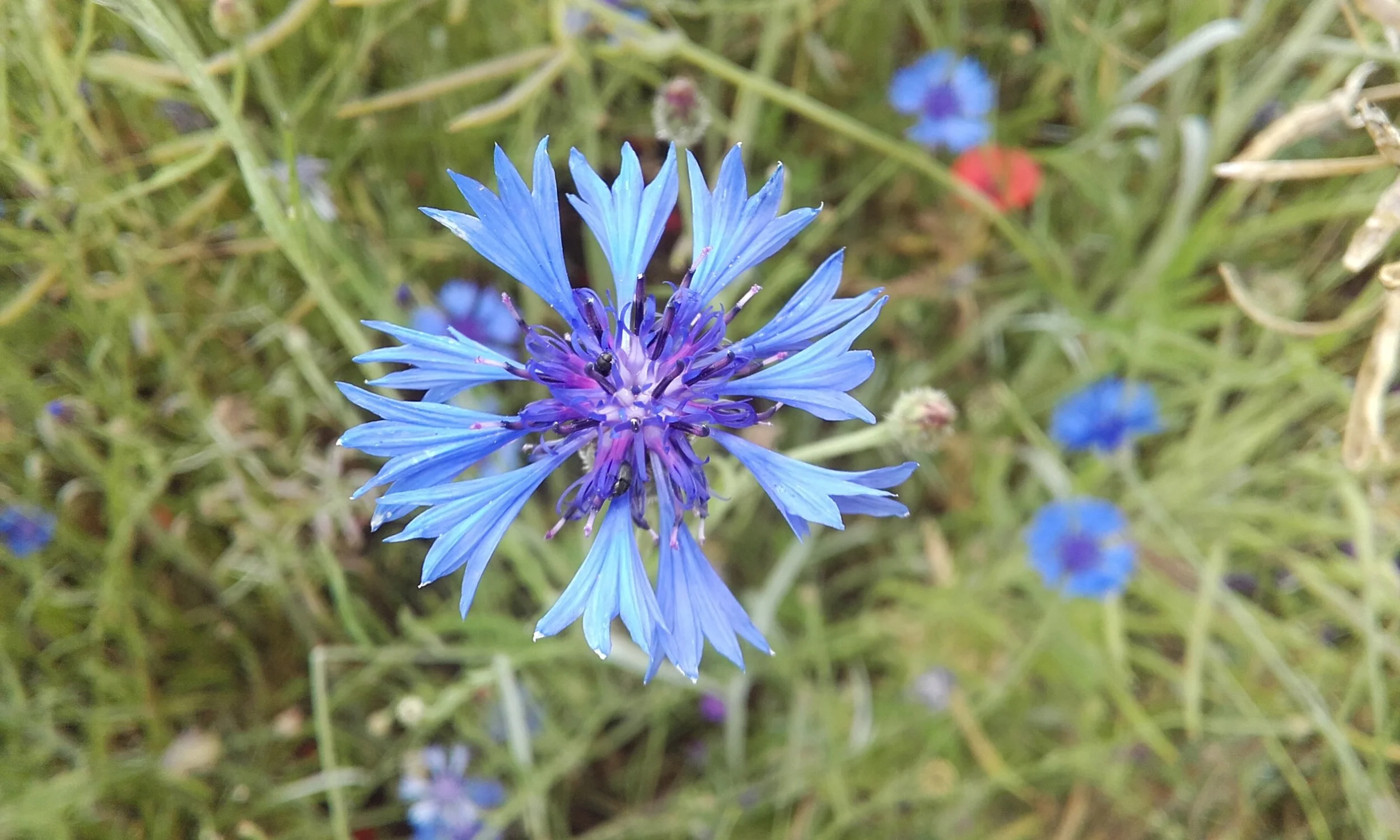 découverte plantes sauv (2).jpg