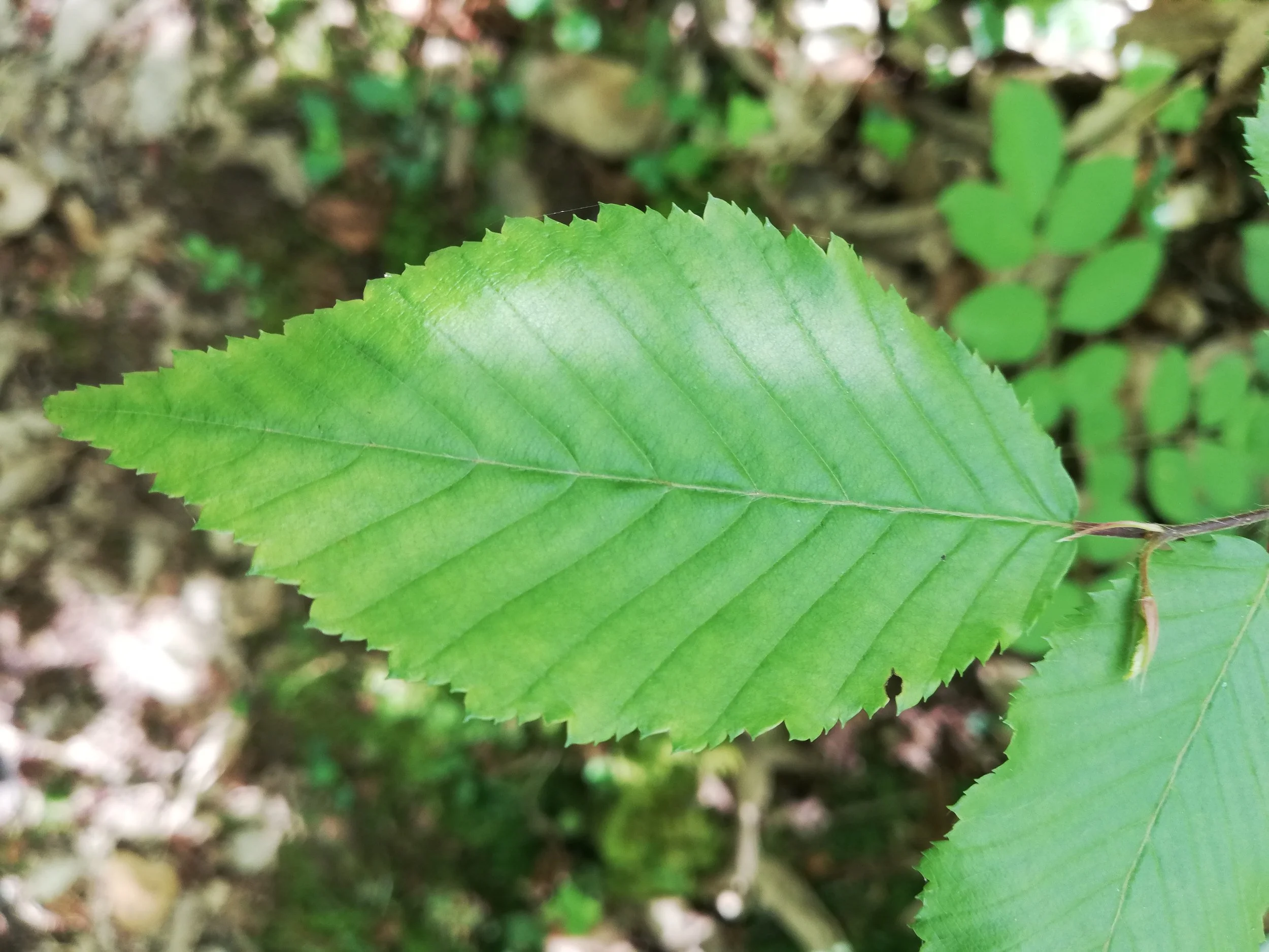 feuille Carpinus betulus 1.jpg