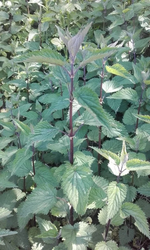 Urtica dioïca (3).jpg