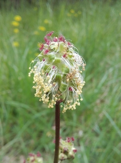 découverte plantes sauv (1).jpg