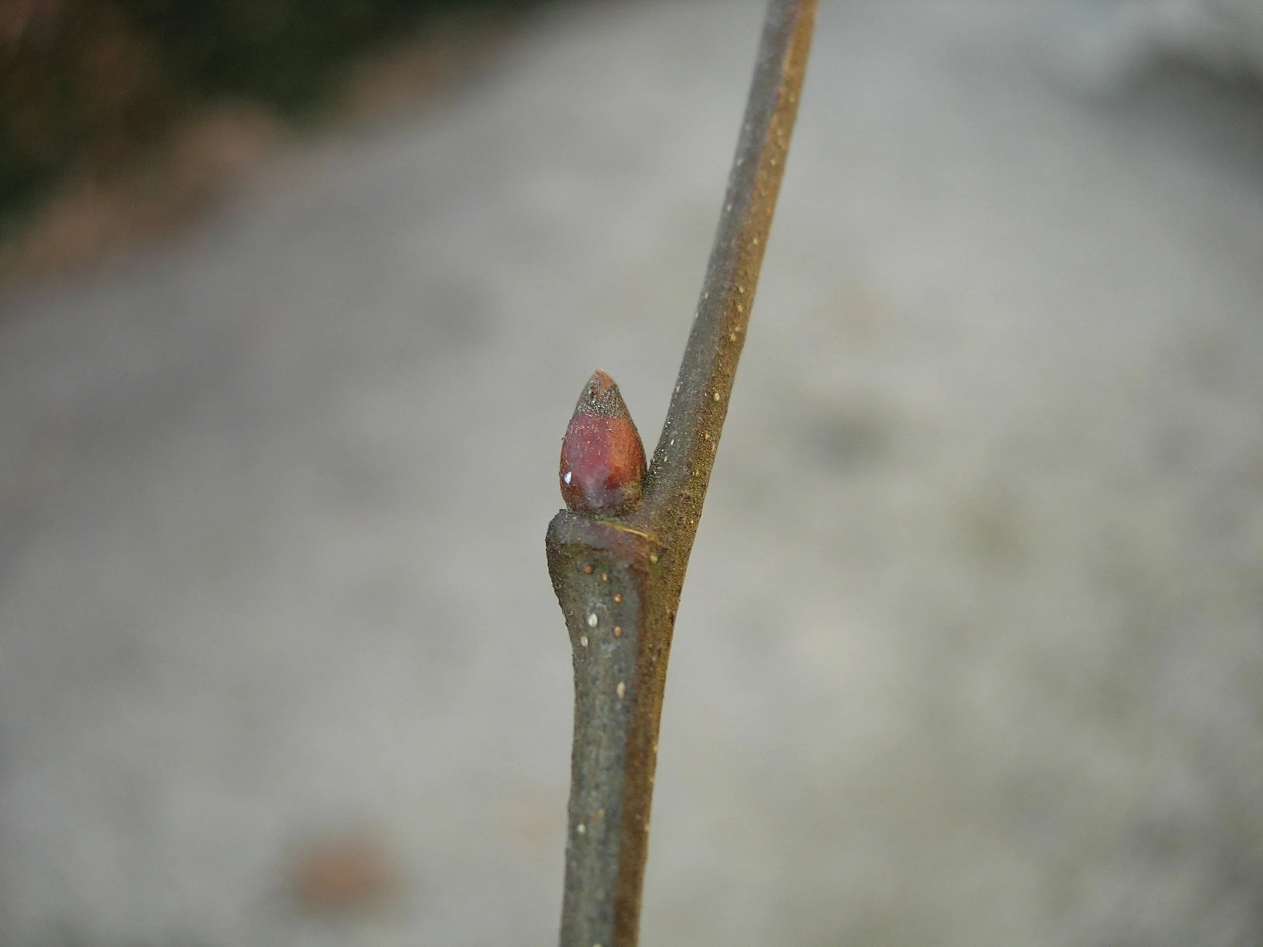 Castanea sativa bourgeons (1).JPG
