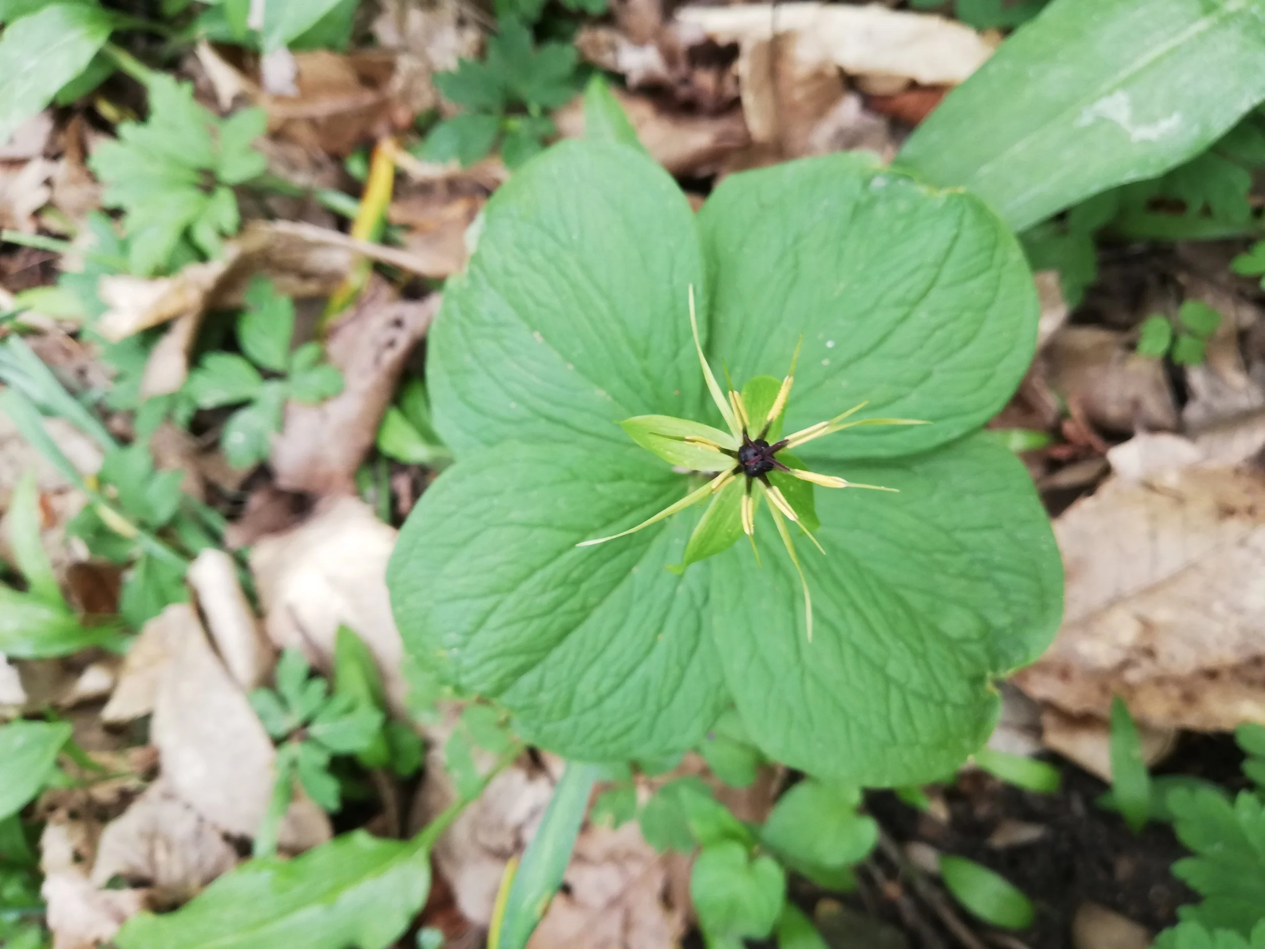 Paris quadrifolia (1).jpg