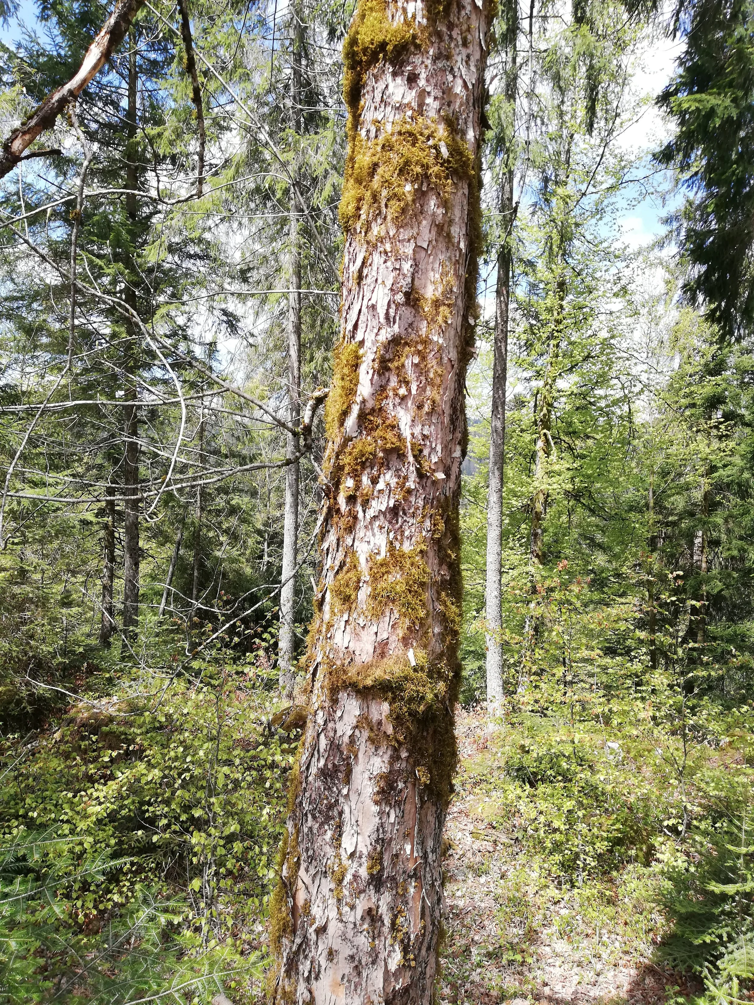 écorce acer pseudoplatanus (2).jpg
