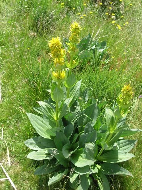 découverte plantes sauv (5).JPG