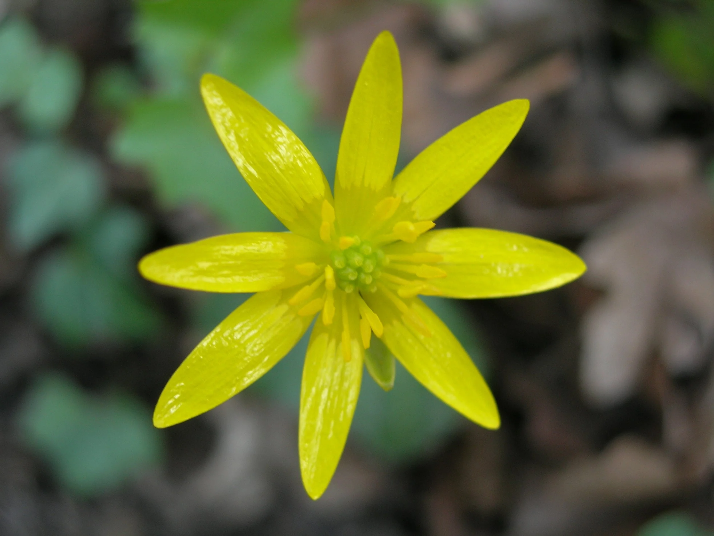 formation initiation bota (6).JPG