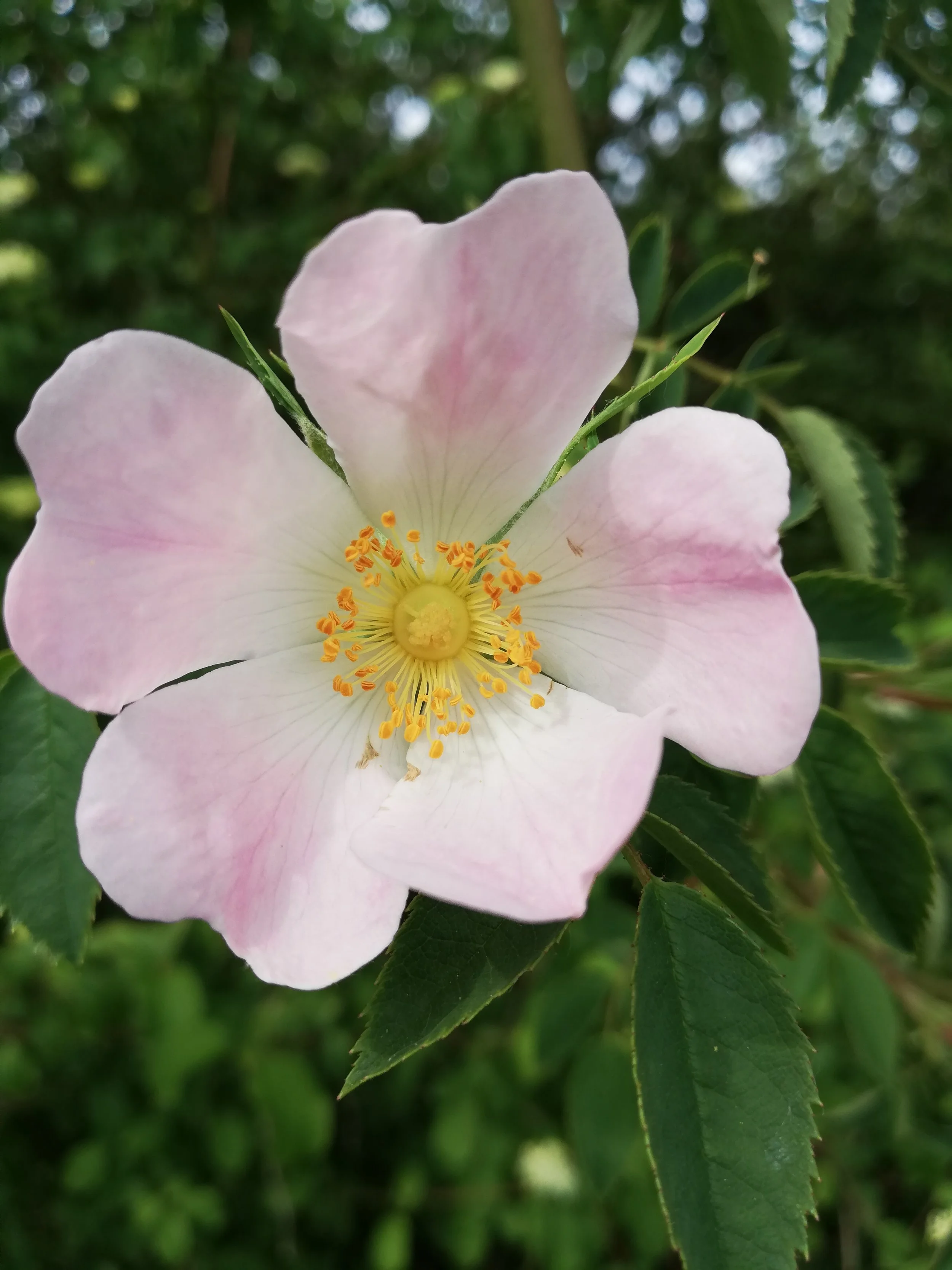 fleur Rosa canina.jpg