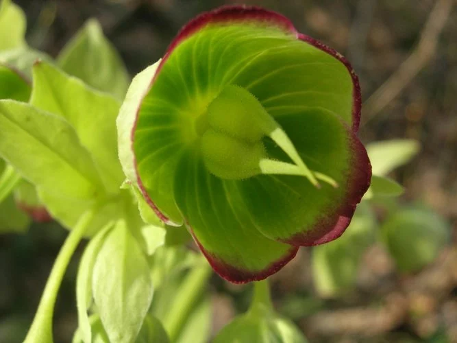 plantes indicatrices forestières (8).JPG