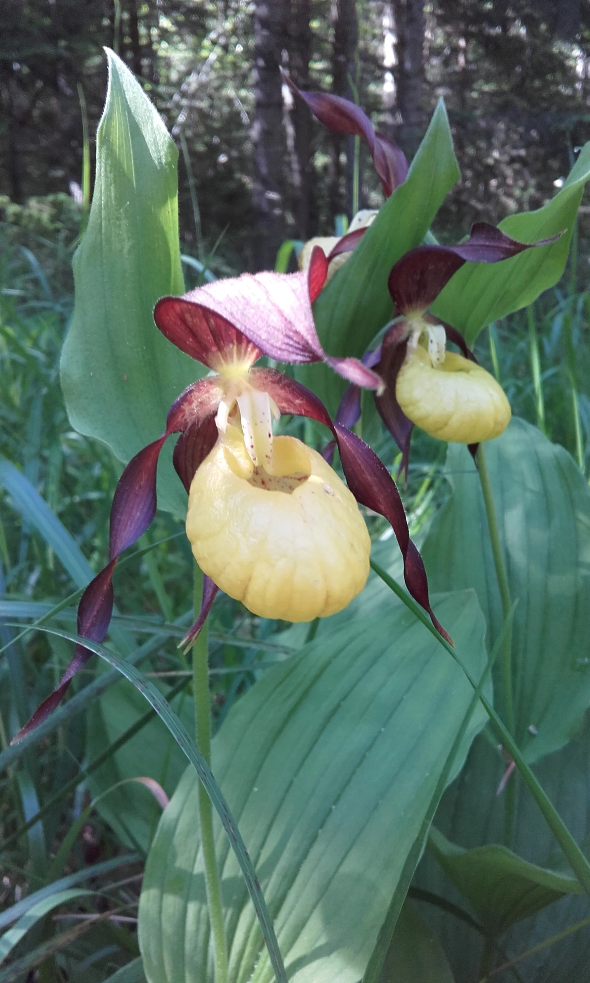 Cypripedium calceolus (3).jpg