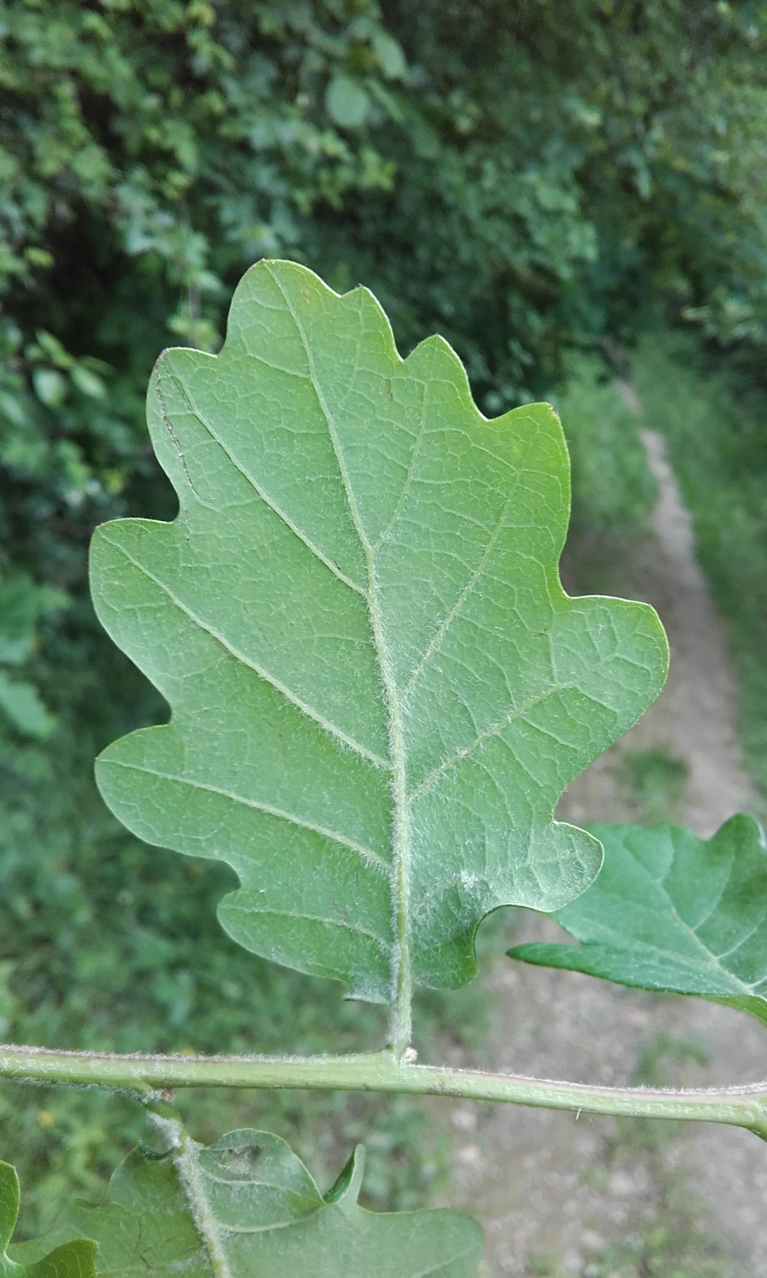 Quercus pubescens (1).jpg