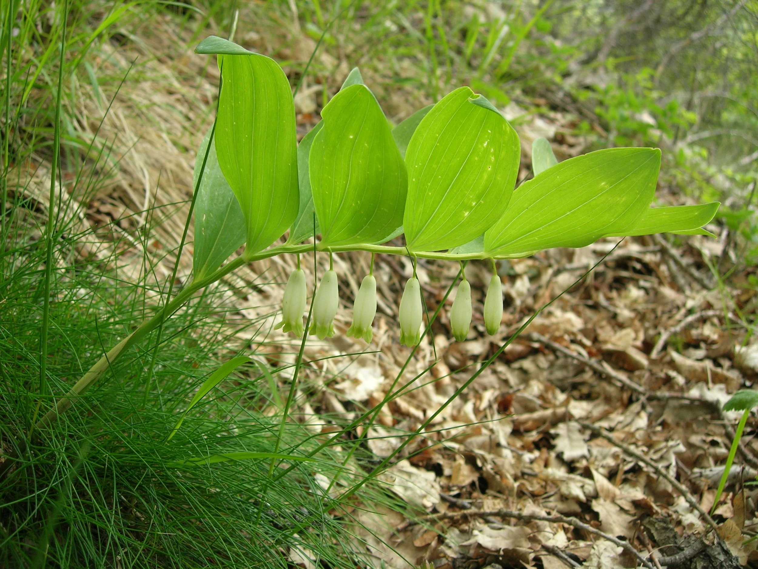 plantes indicatrices forestières (12).JPG
