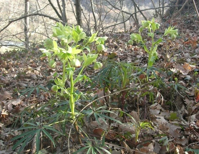 plantes indicatrices forestières (9).JPG