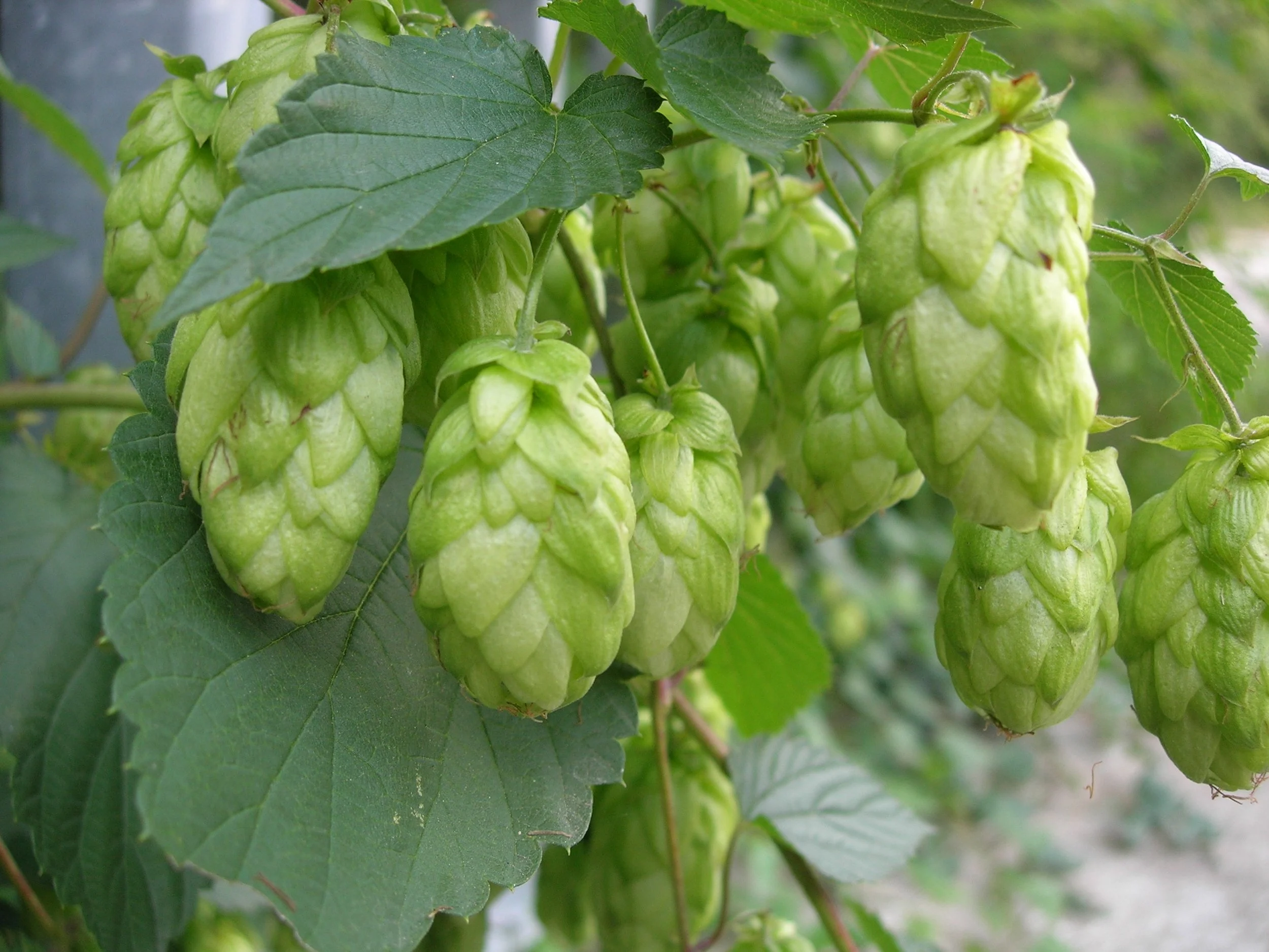 plantes indicatrices forestières (10).jpg