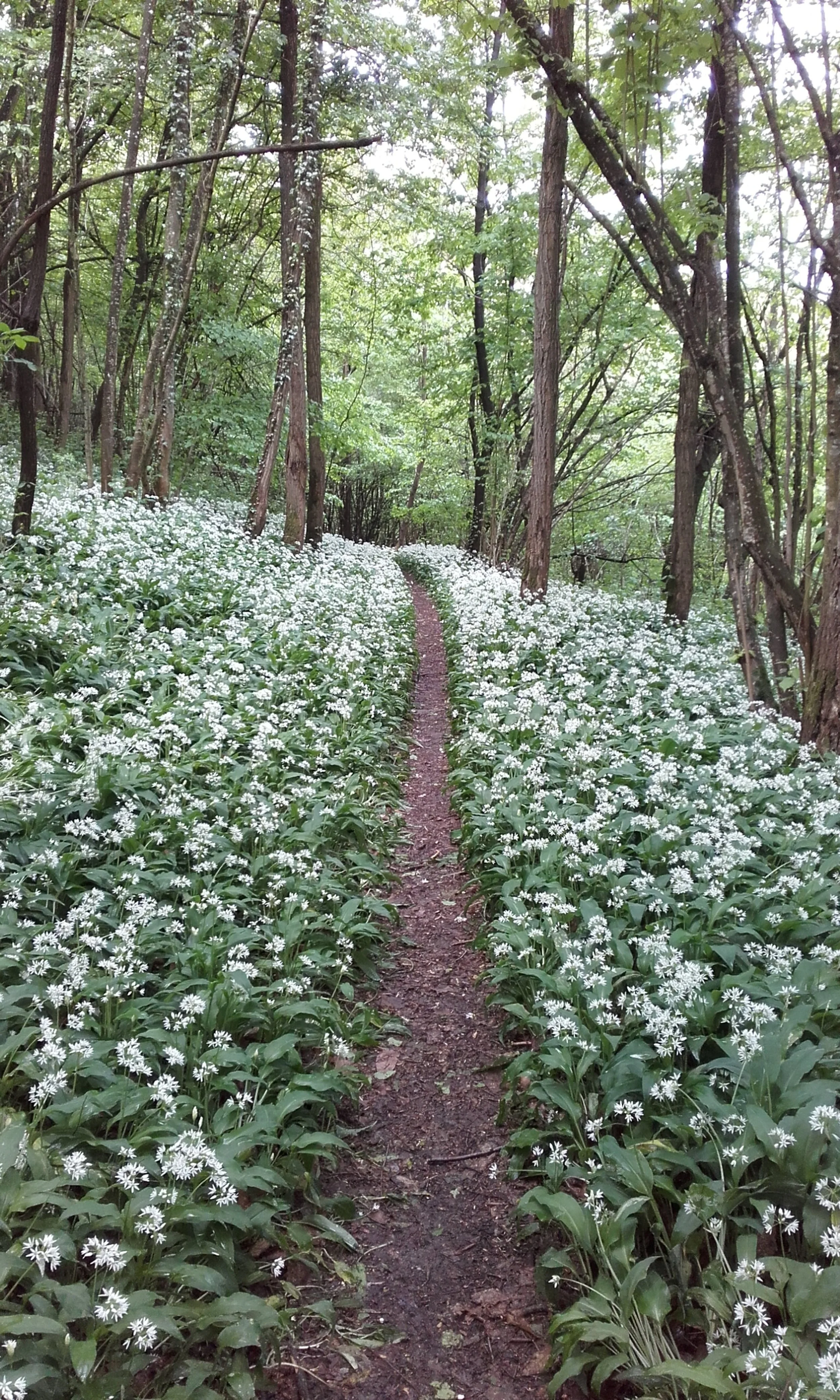 Allium ursinum (3).jpg
