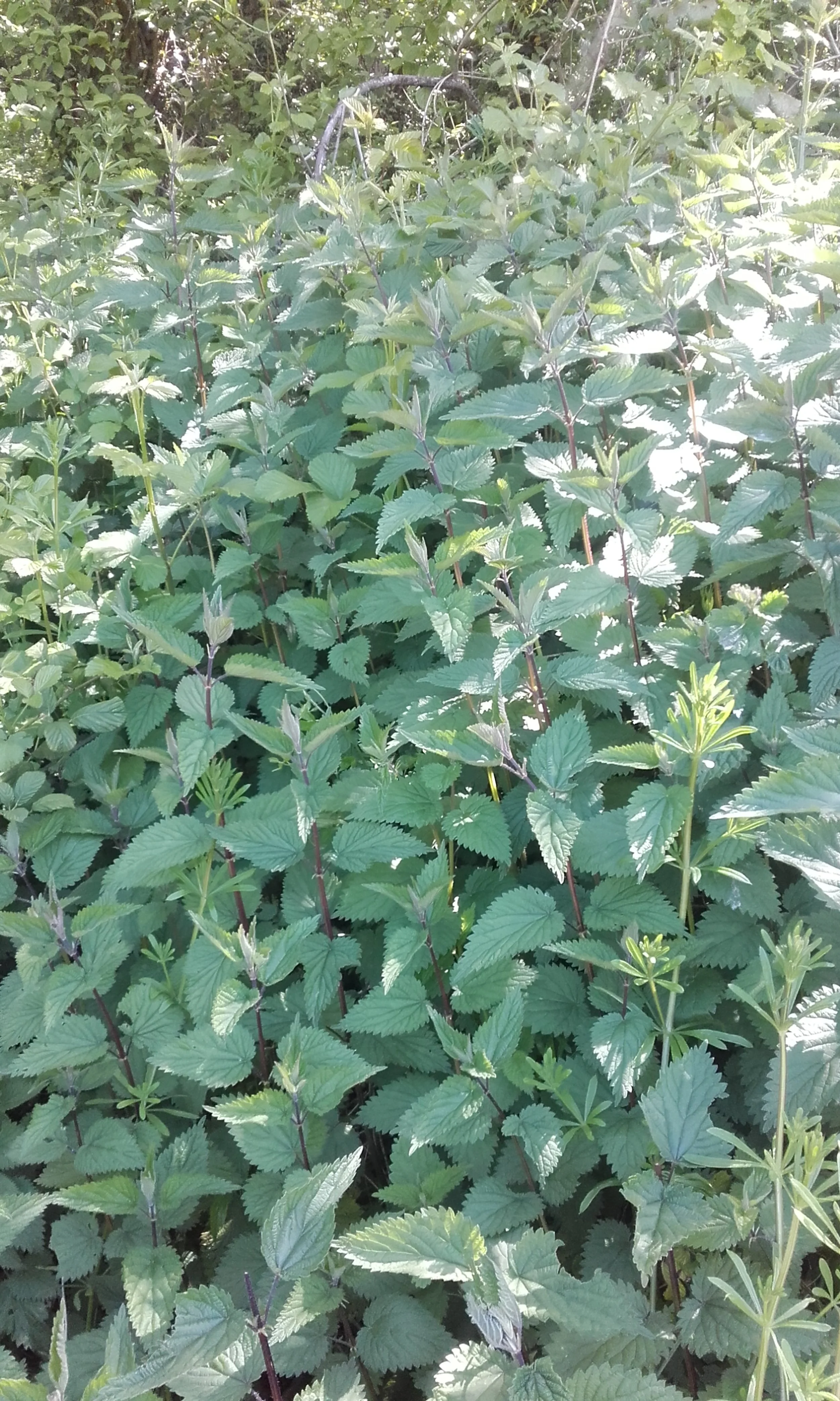 Urtica dioïca (5).jpg