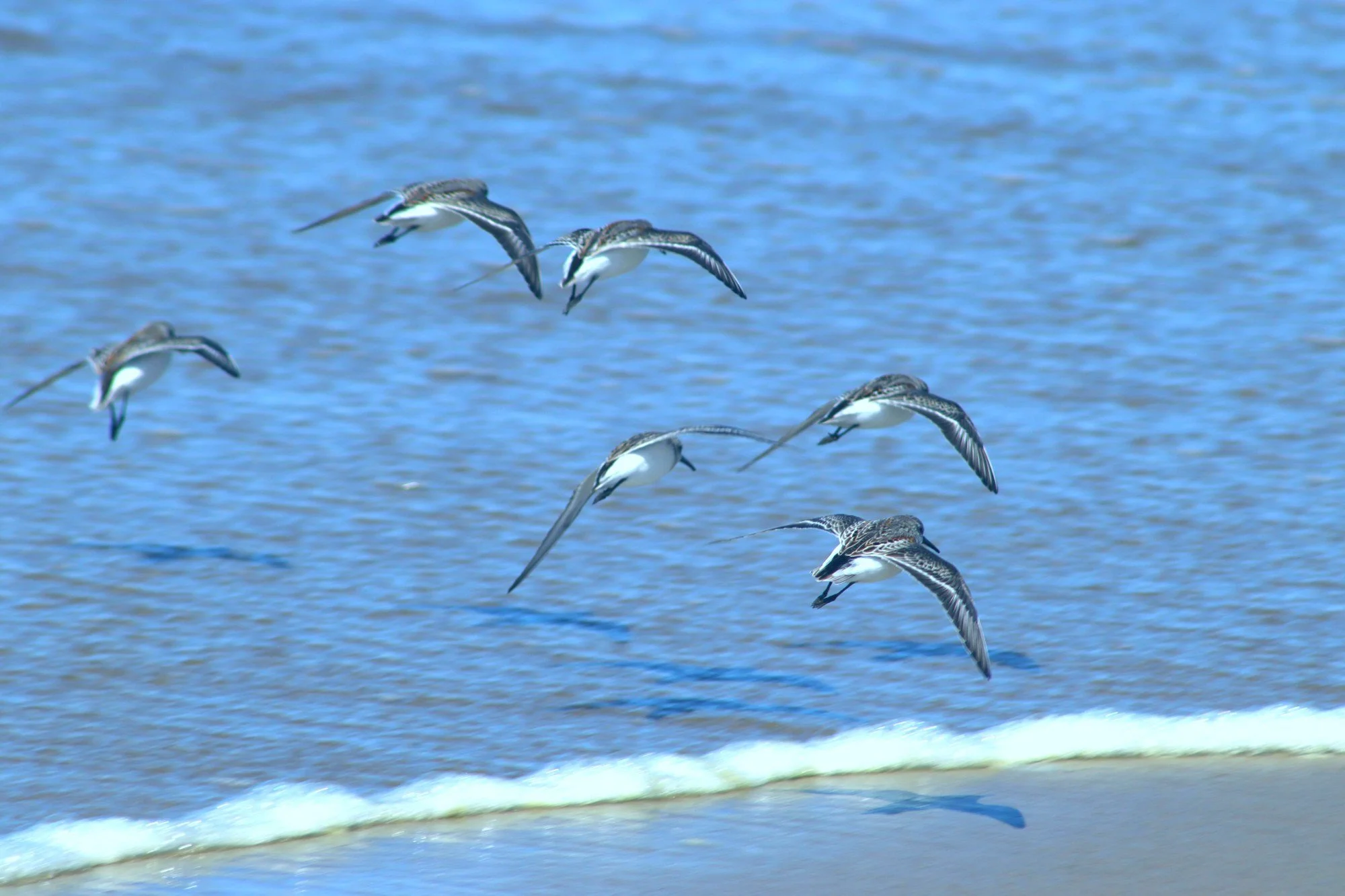 Six sanderlings, one shared idea. (Oregon coast)