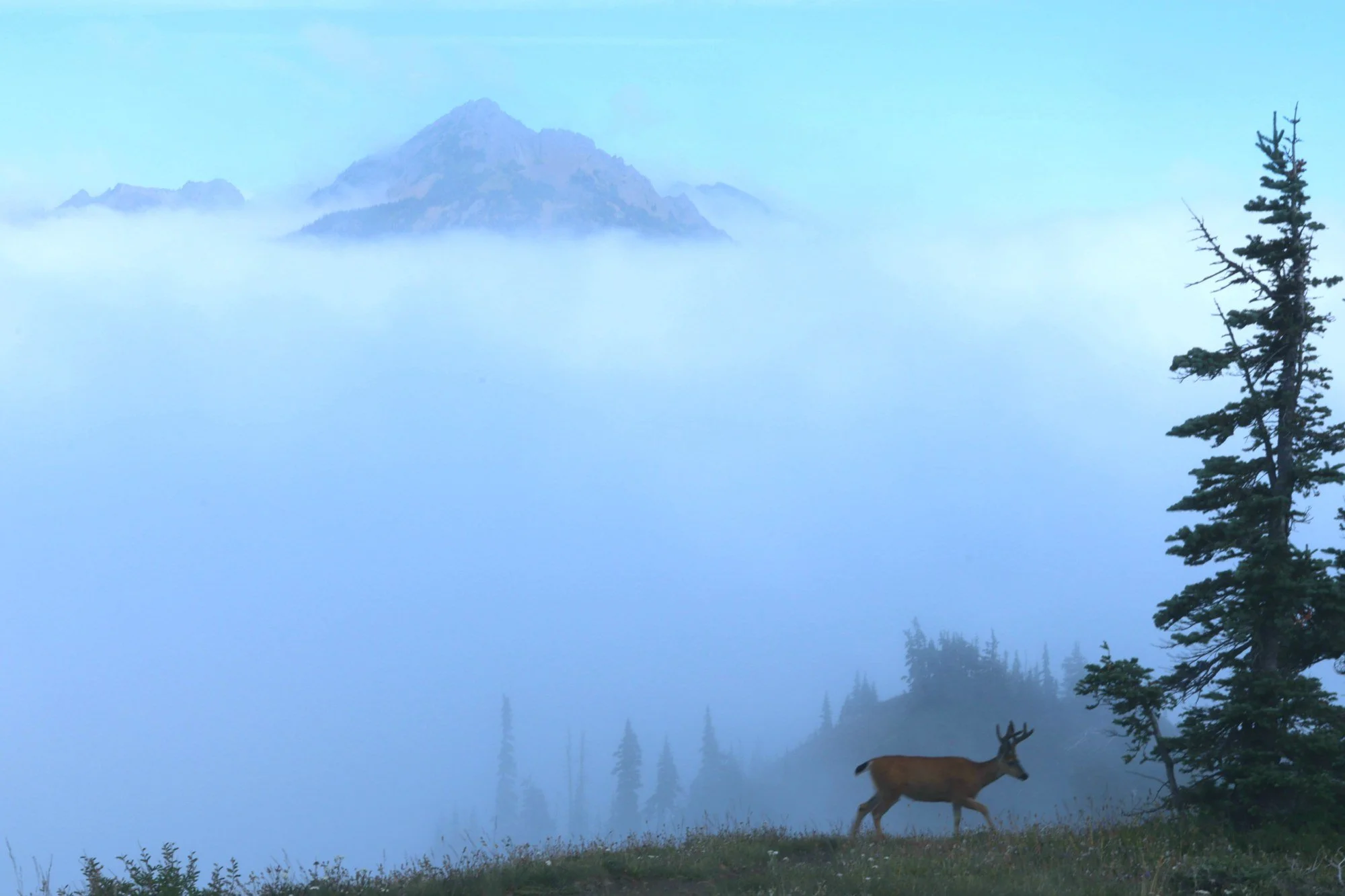 A buck walks the ridge while a whole peak floats in the clouds behind him. (Hurricane Ridge, Olympic NP, WA)
