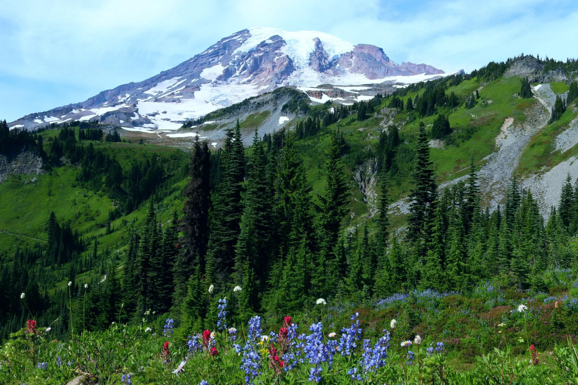 The mountain, doing its own publicity, over a meadow of lupine and paintbrush. (Mt. Rainier NP, WA)