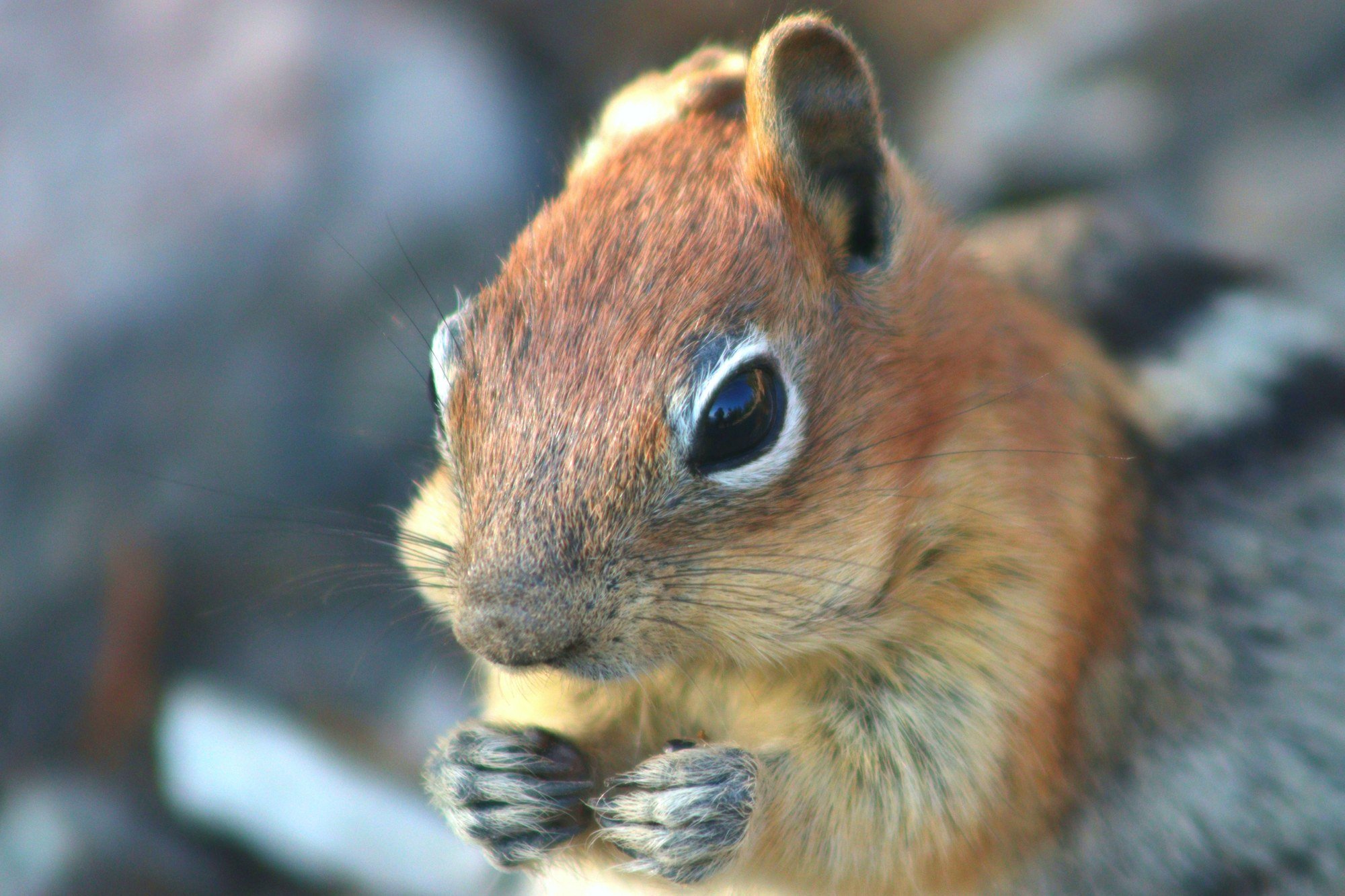 The smallest subject in this gallery, and the sharpest photograph in it.