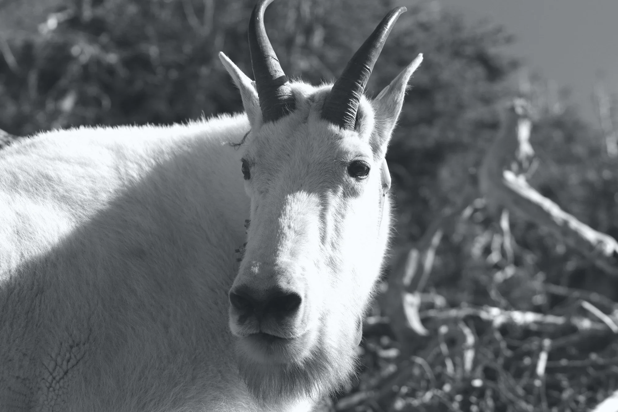 Close enough to count whiskers. He posed; I obliged. (Glacier NP, MT)