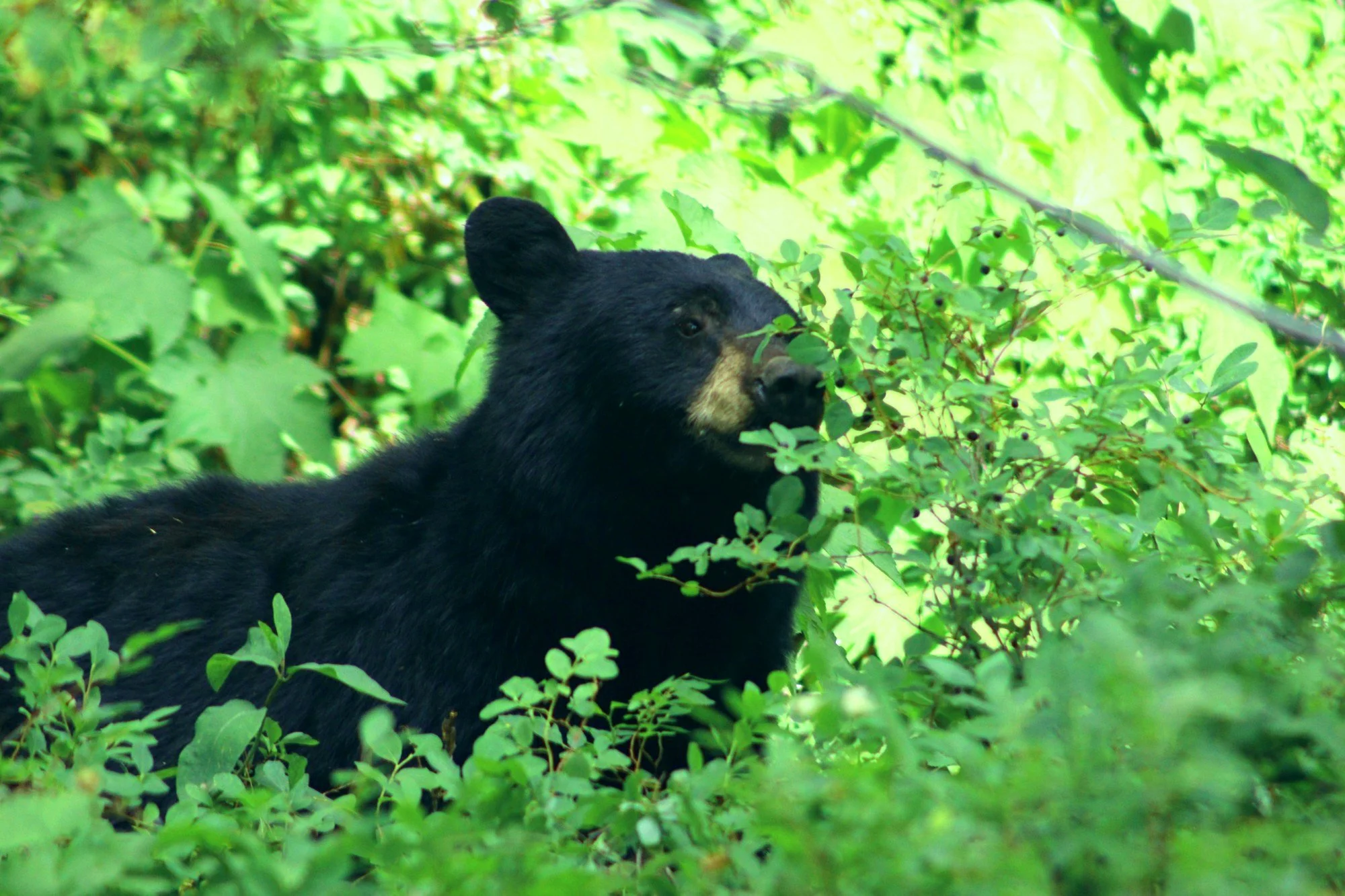 Late-summer work: eat, look up, eat. (Glacier NP, MT)