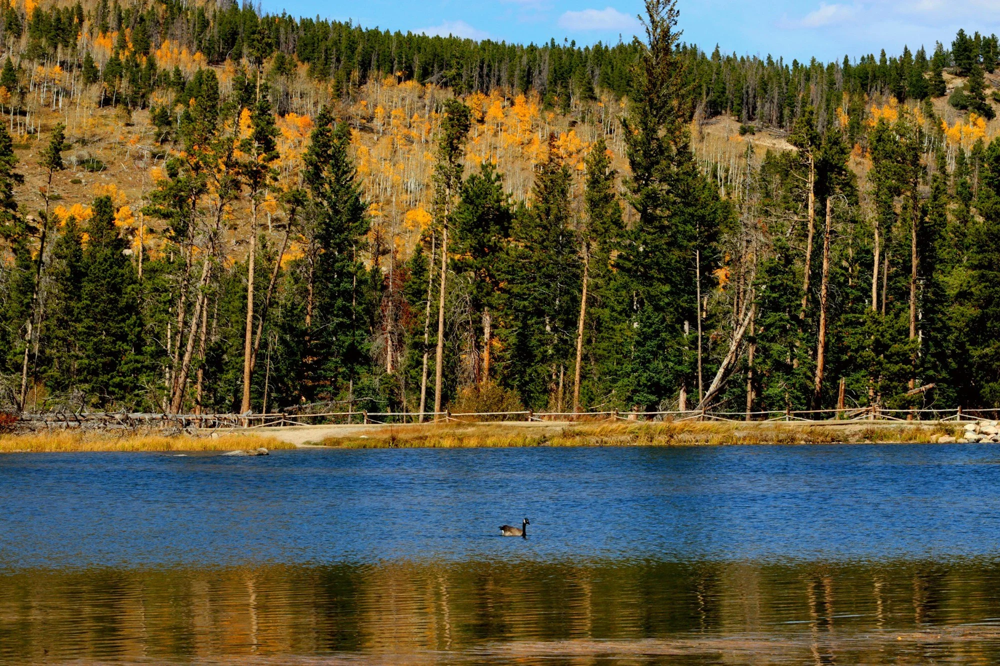October in the high country: gold aspens, dark pines, one goose with the lake to himself. (Colorado, Oct 11, 2020)