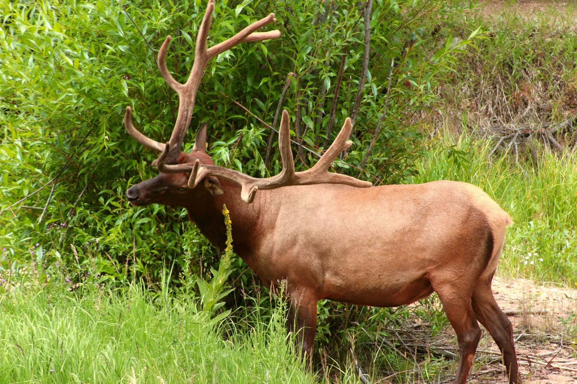A bull elk in July, antlers still in velvet. (Rocky Mountain NP, CO)