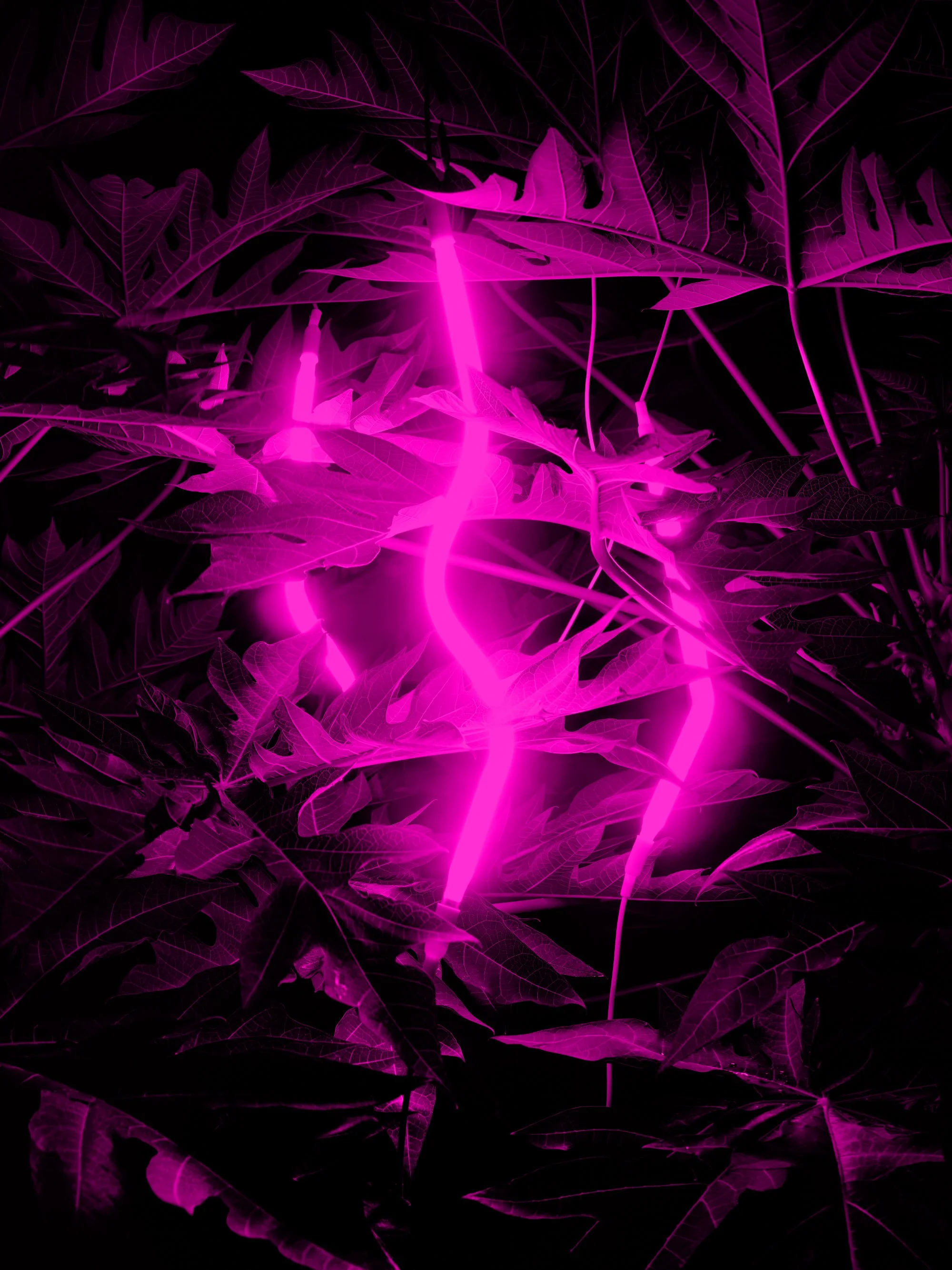 Magenta neon light through tropical leaves, abstract corporate photography for Fischer Papier
