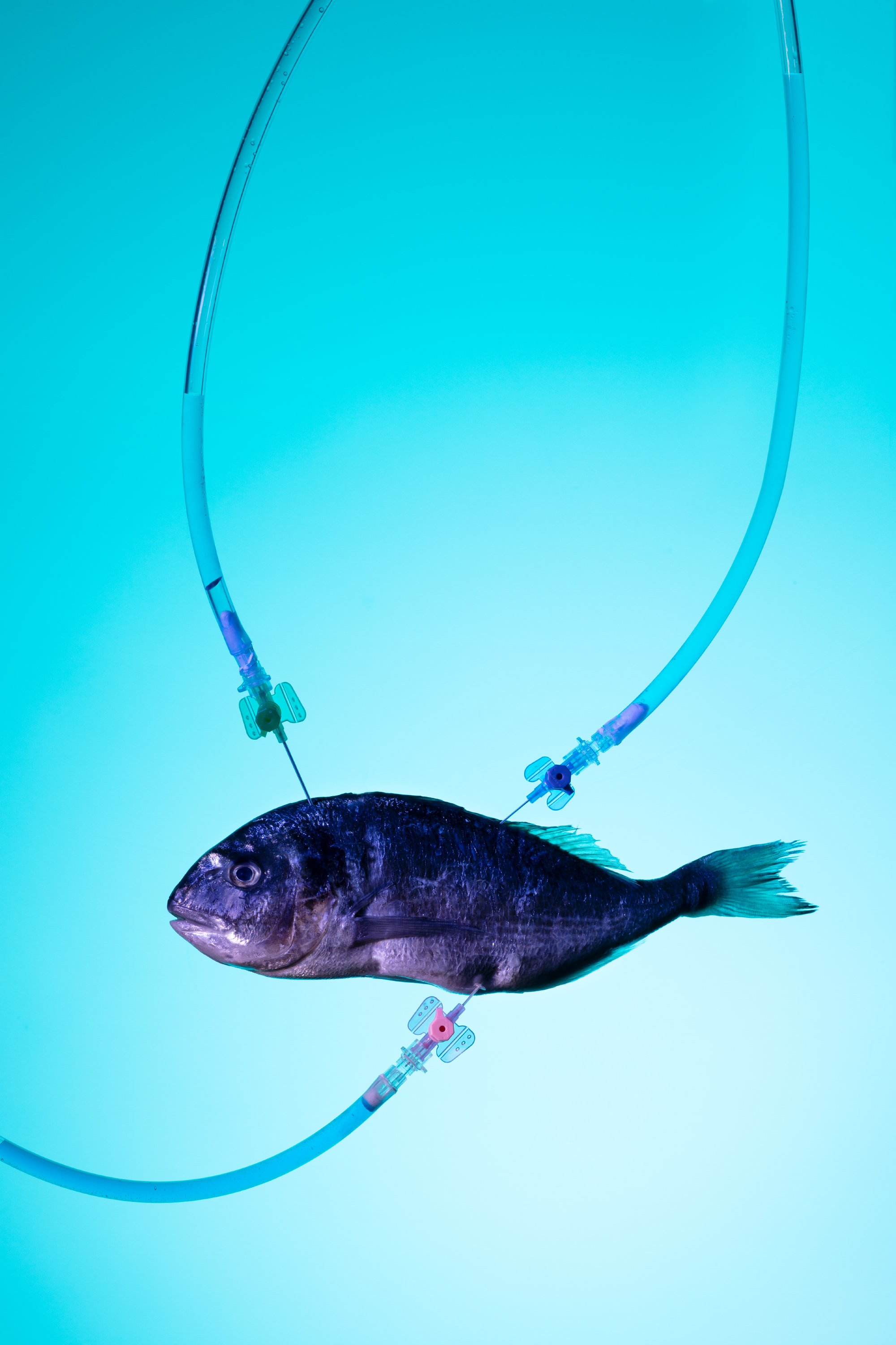 Beobachter Magazin, "The Future of Food" – Food-Fotografie Fisch,©luxwerk.ch, gen food, lab food