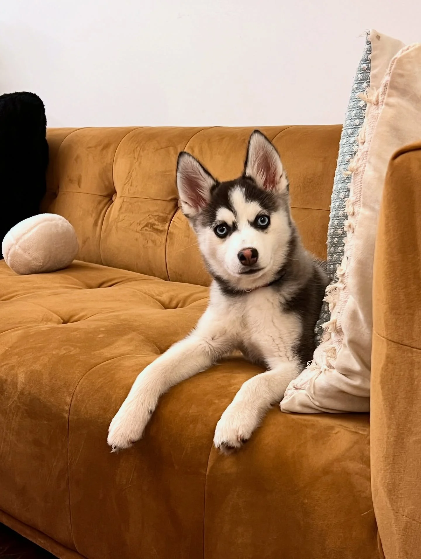 New office puppy in training! This is Archer, he is still learning his manners, but he loves everybody, especially kids, and would love to meet you. Come say hi and give him some pets. 🐾