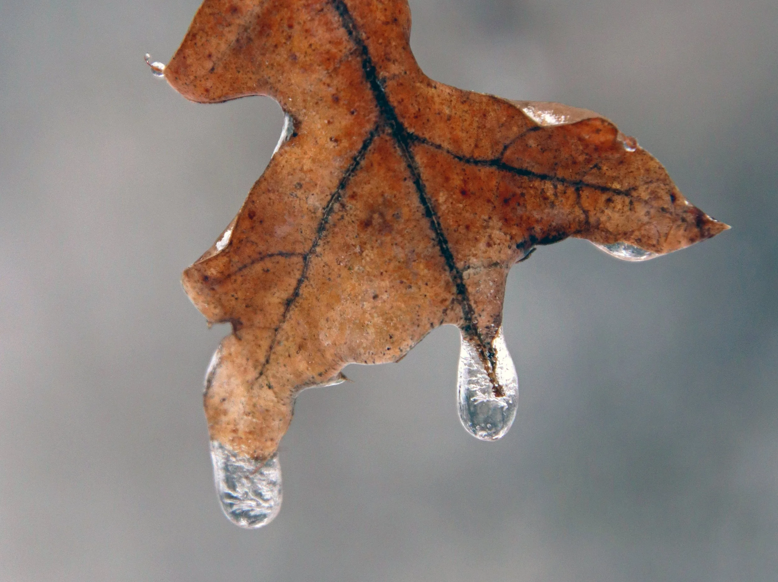 IMG_0781cropped copy.3.jpg