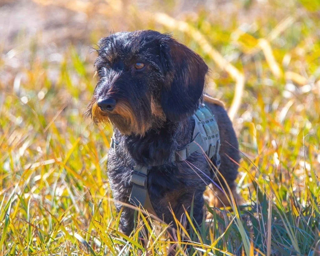 Rocky Mountain Big Game Recovery