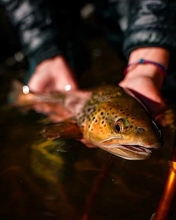 “Nothing beats guiding with your brother everyday on your home waters. Showing folks the incredible caliber of North Carolina’s freshwater fisheries really is like sharing old childhood memories.”