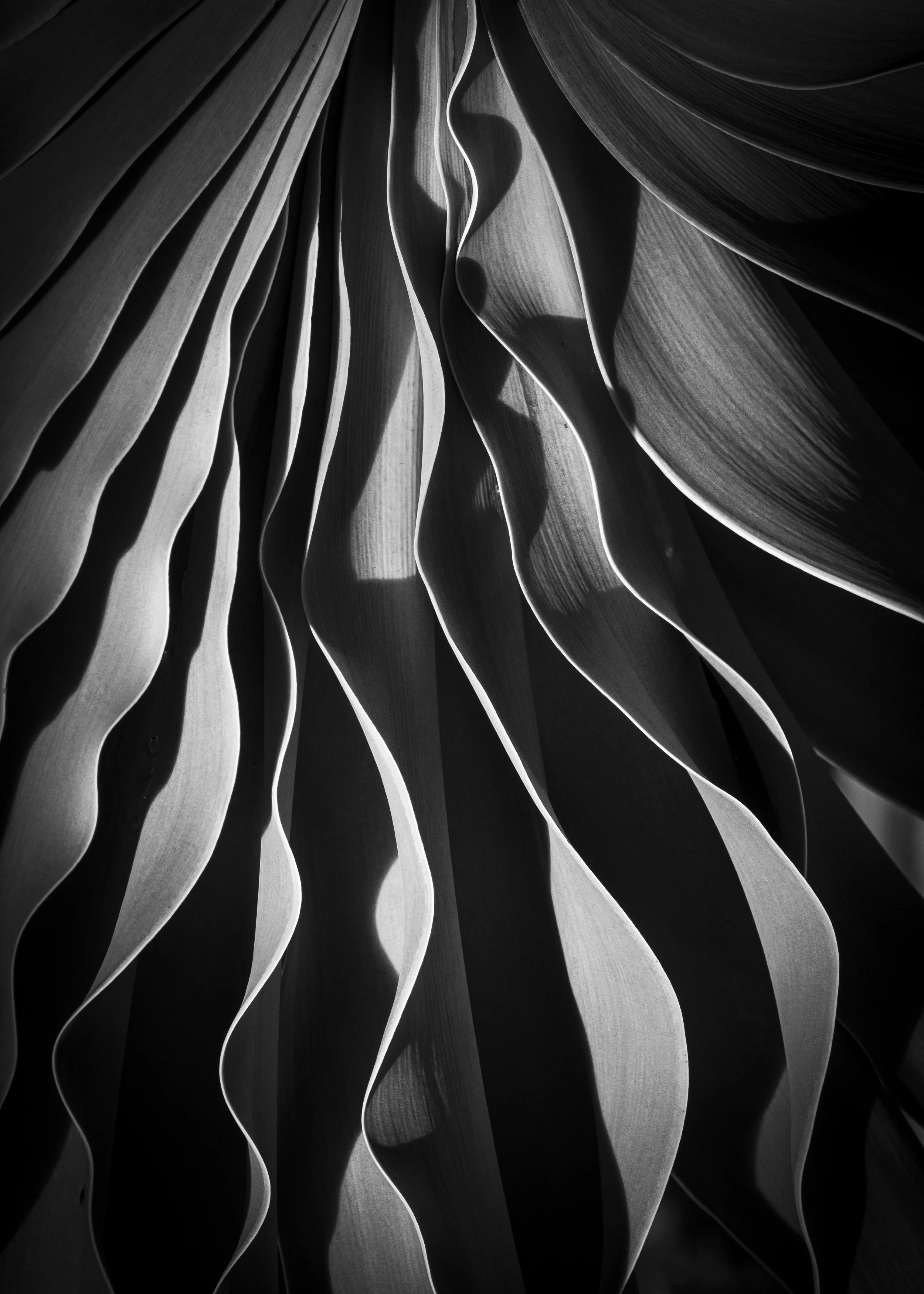 Chiaroscuro (Italian)
Pronounced: kee-ah-roh-SKOO-roh
Chiaroscuro refers to the dramatic interplay of light and shadow used to create depth, mood, and emotion.