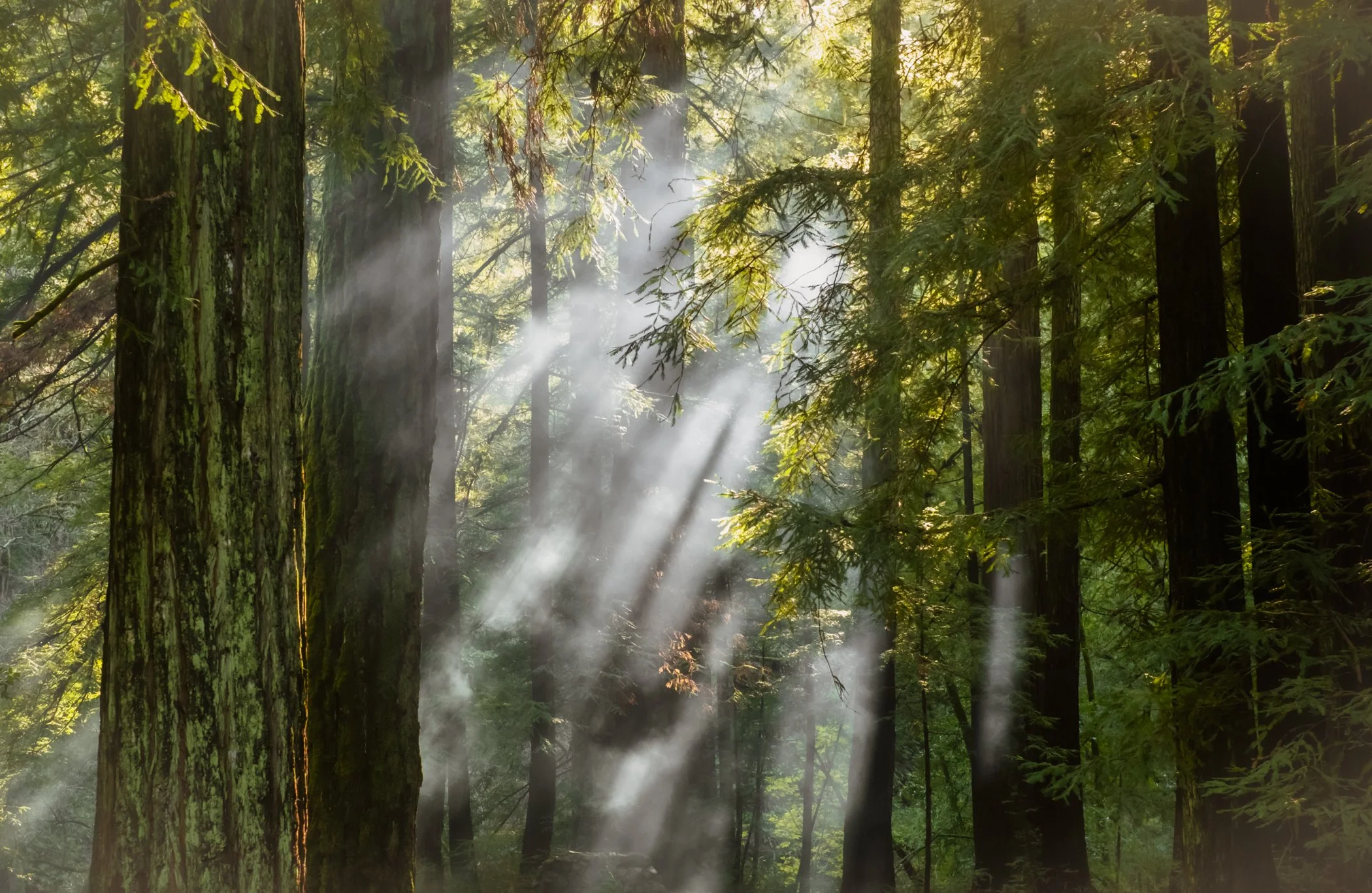 Komorebi
 木漏れ日 (Japanese origin) Pronounced: koh-moh-reh-be— sunlight filtering through the leaves of trees.